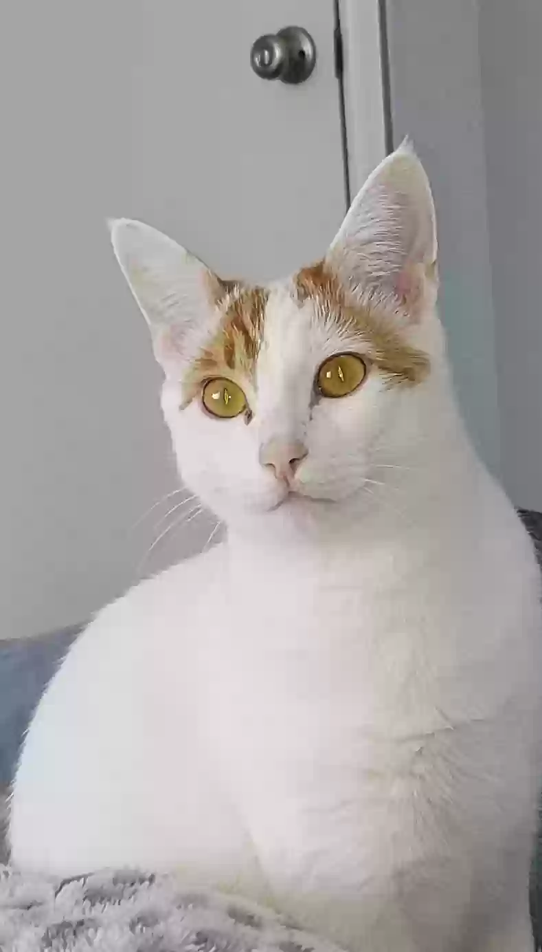 adoptable Cat in Chandler,AZ named Binx