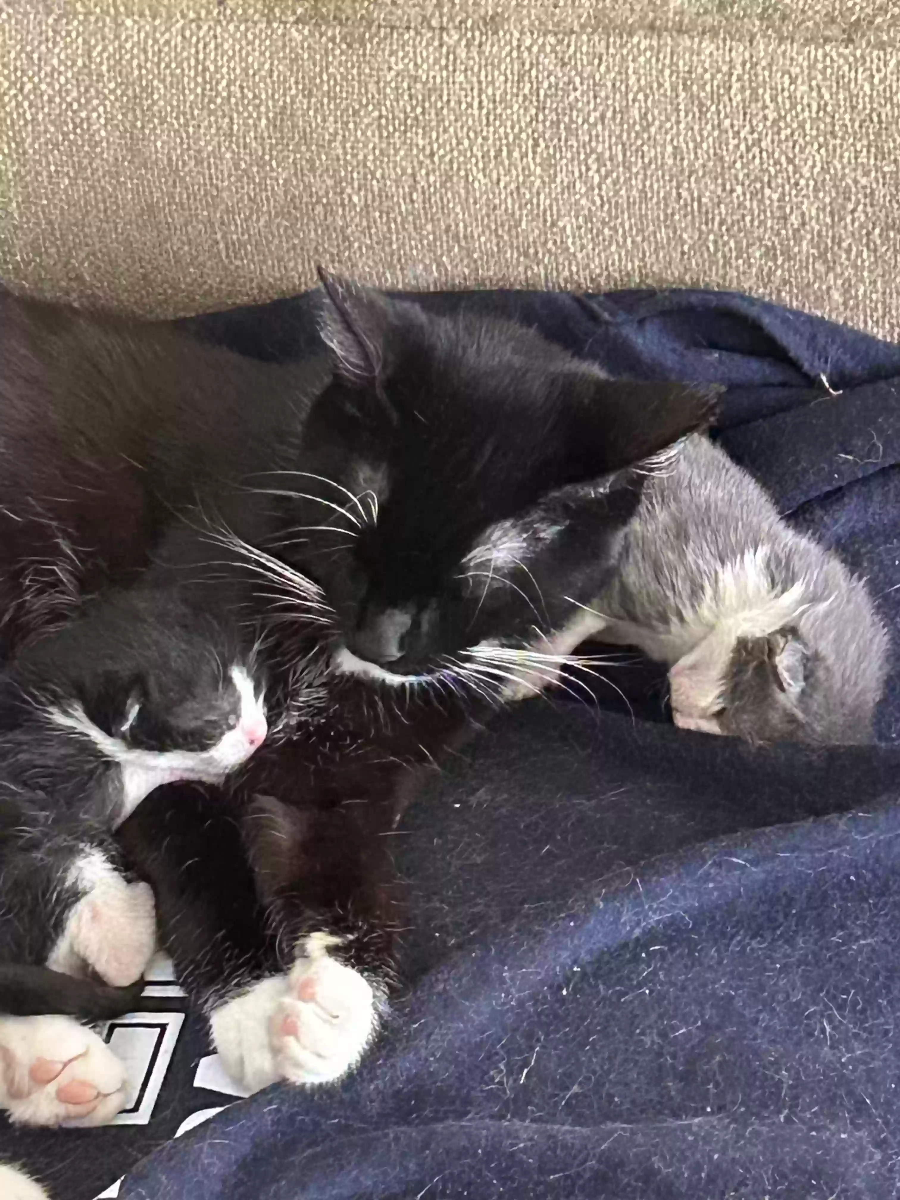 adoptable Cat in Staten Island,NY named Apollo