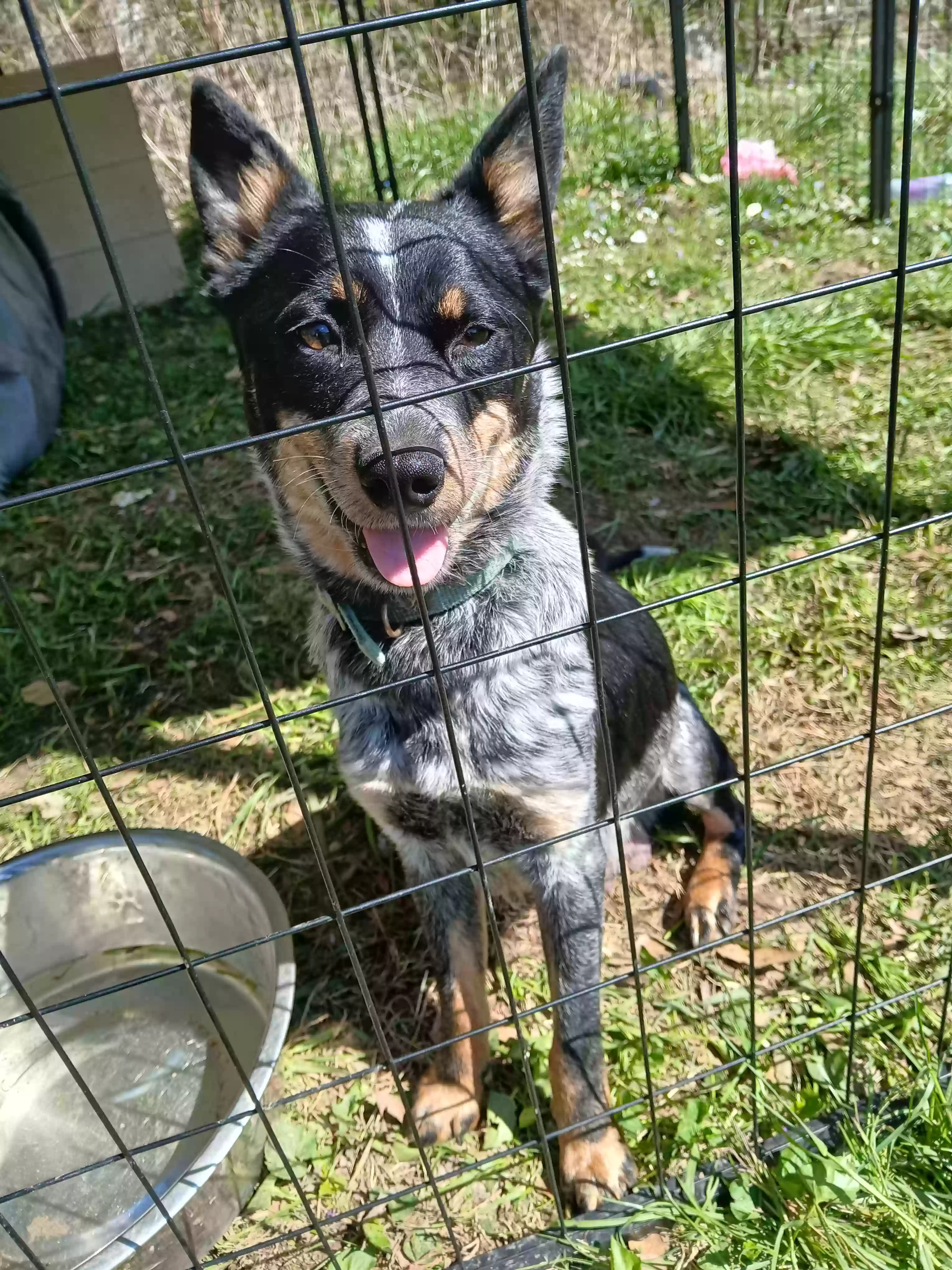 adoptable Dog in Dalton,GA named Bluey