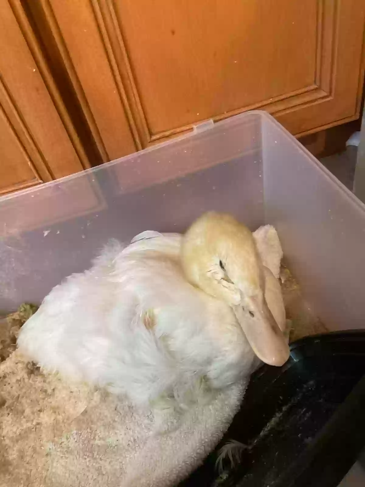 adoptable Bird in Chicago,IL named Daisy
