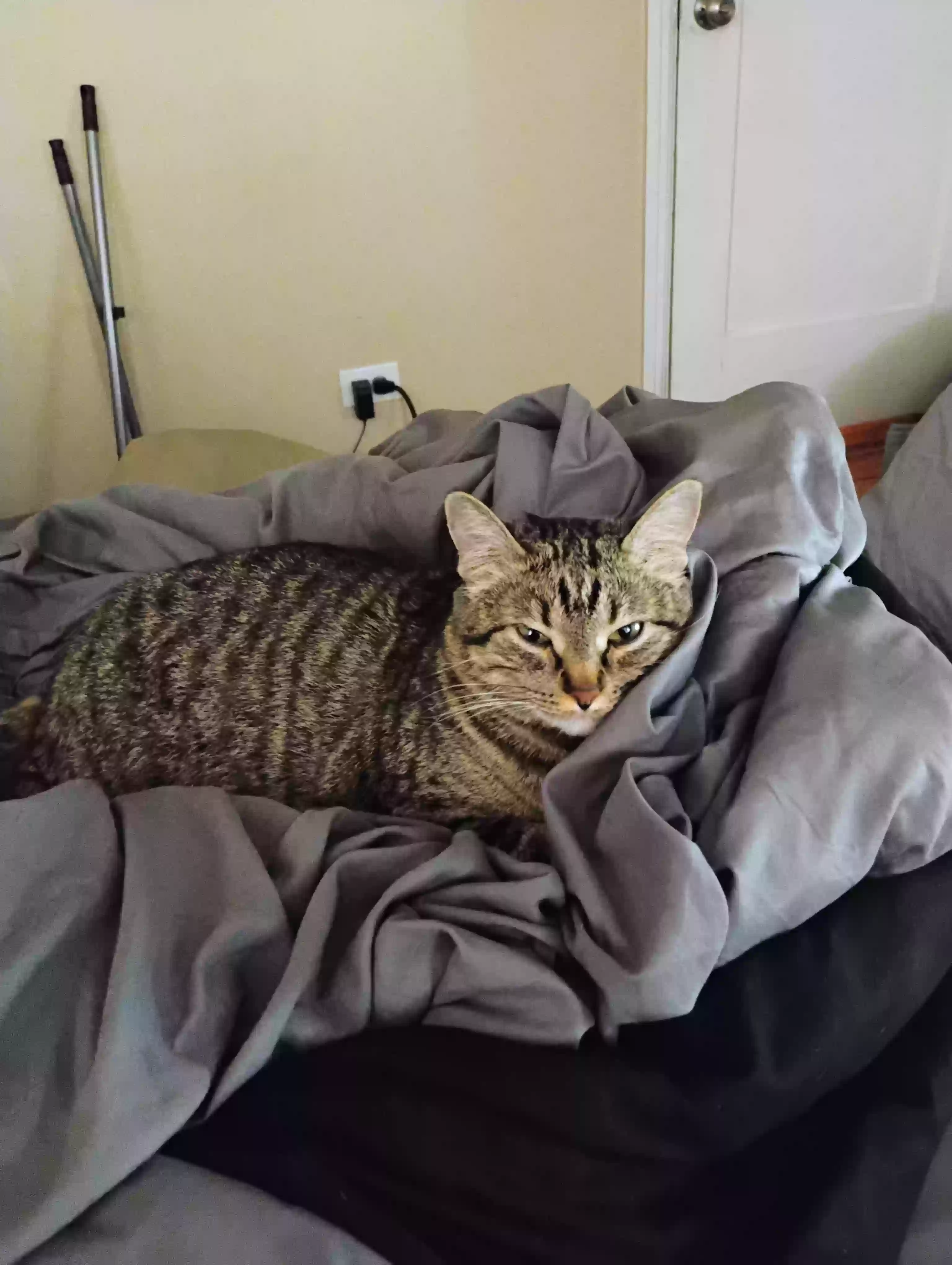 adoptable Cat in Denver,CO named Tiger