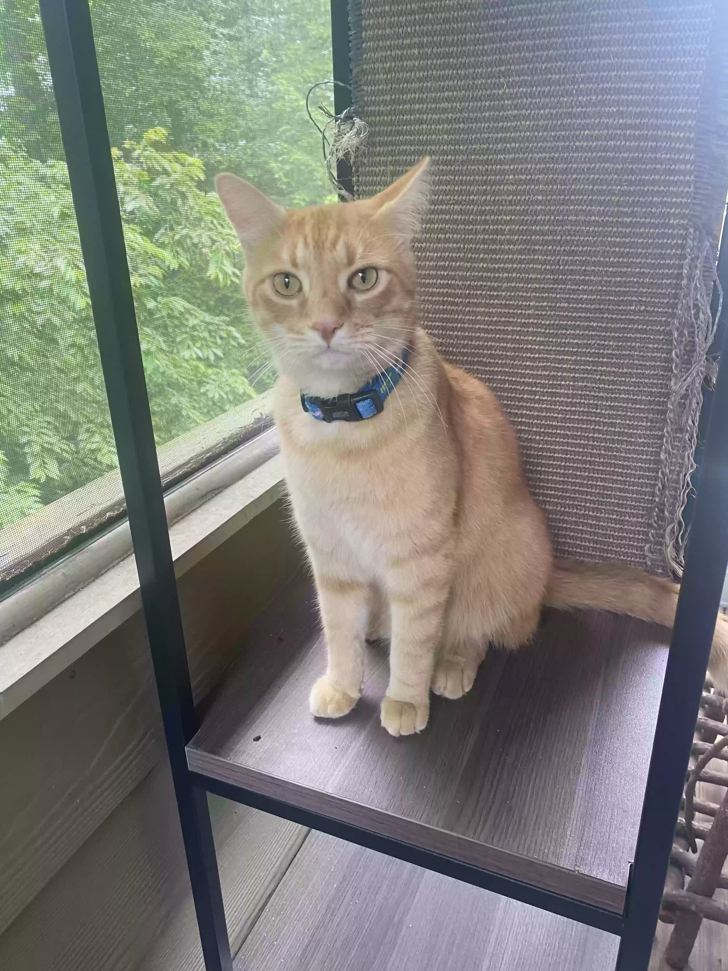 adoptable Cat in Dacula,GA named Kodi