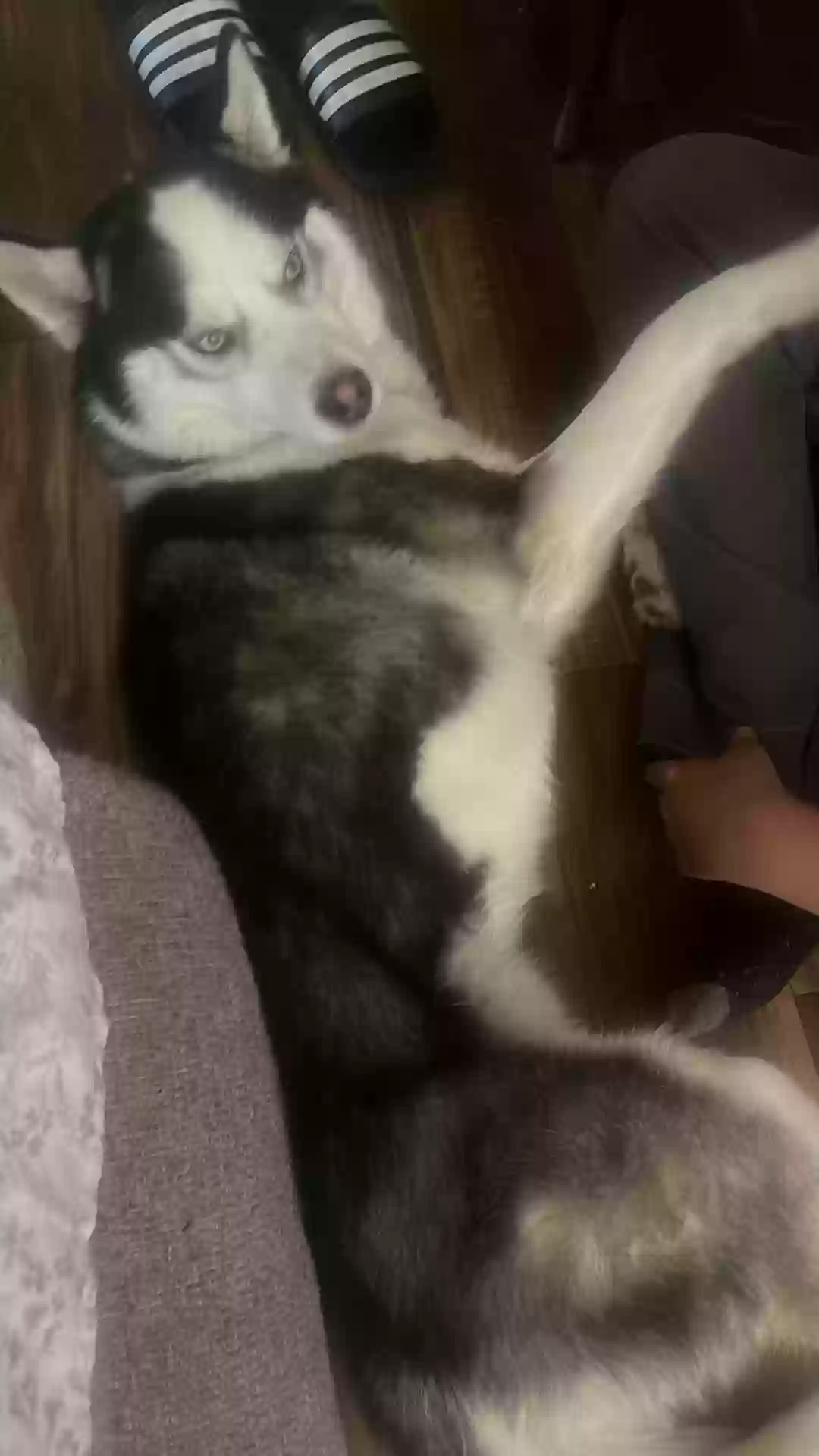 adoptable Dog in Fresno,CA named Bluey