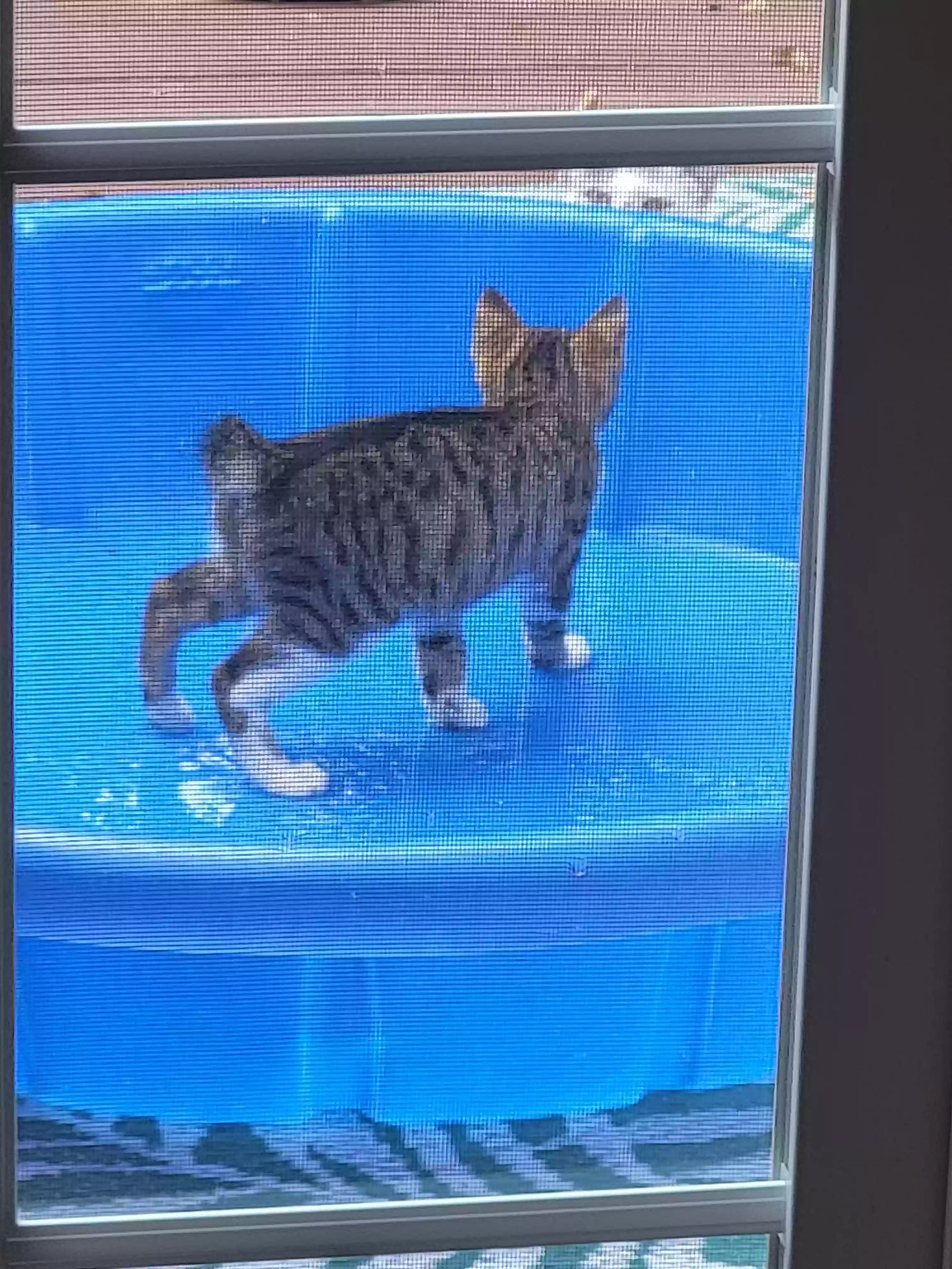 adoptable Cat in Cuyahoga Falls,OH named Patsy