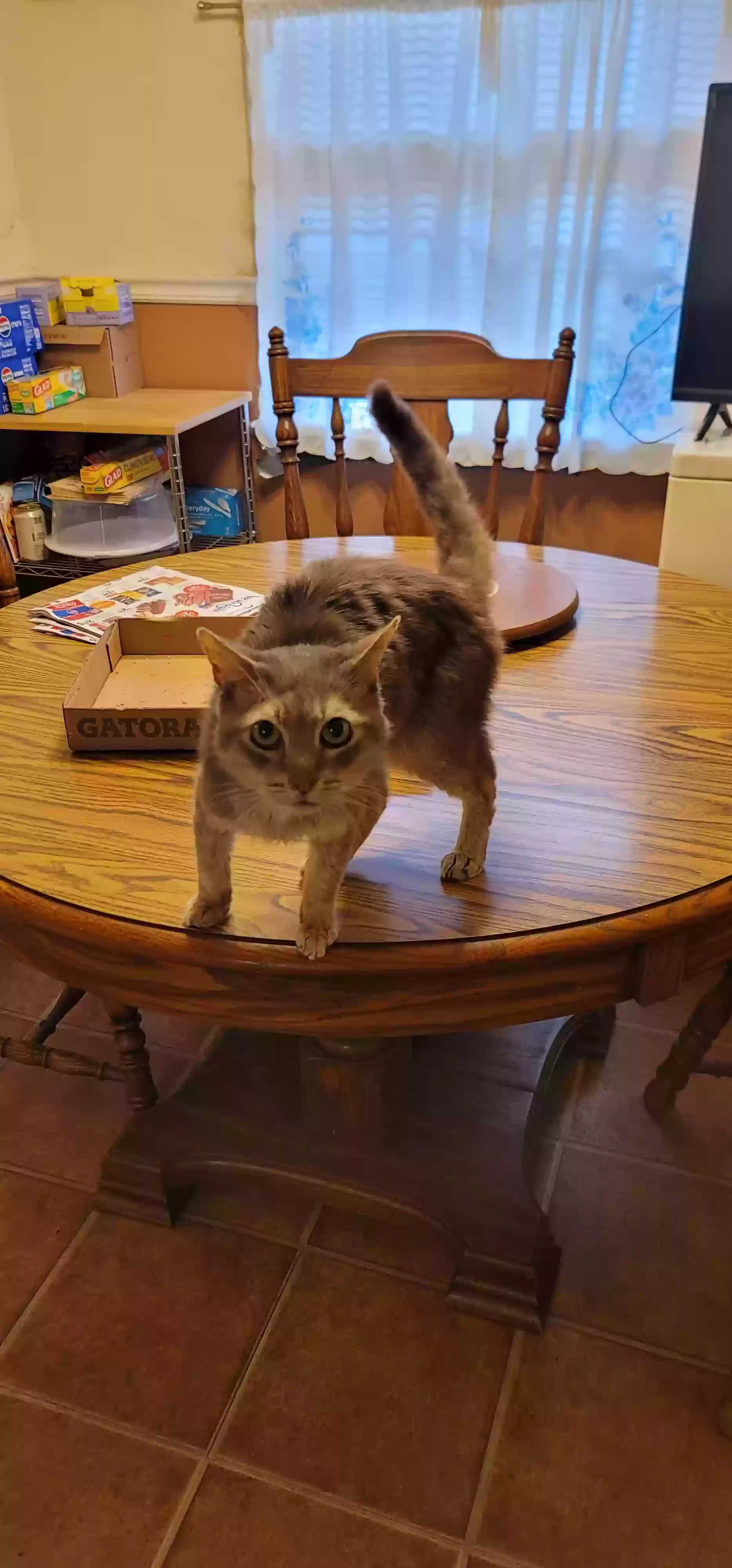 adoptable Cat in Louisville,KY named