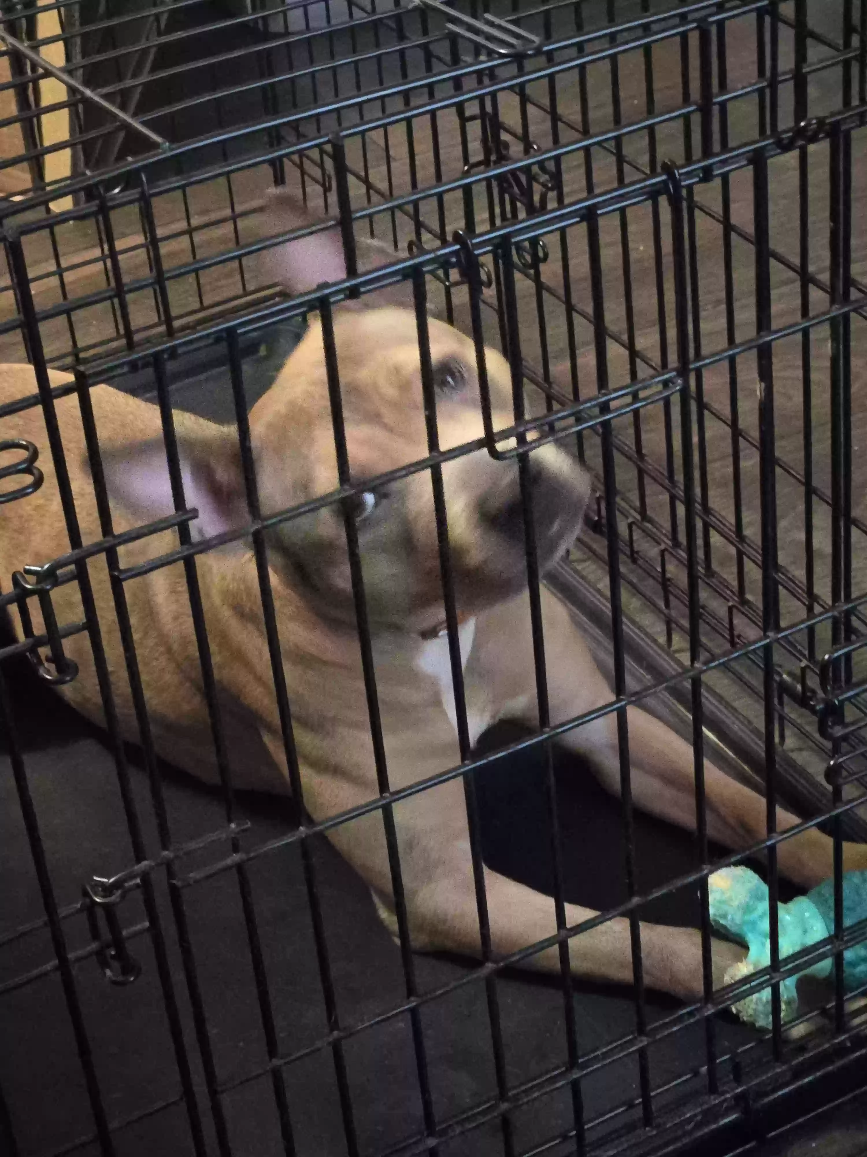 adoptable Dog in Roanoke Rapids,NC named