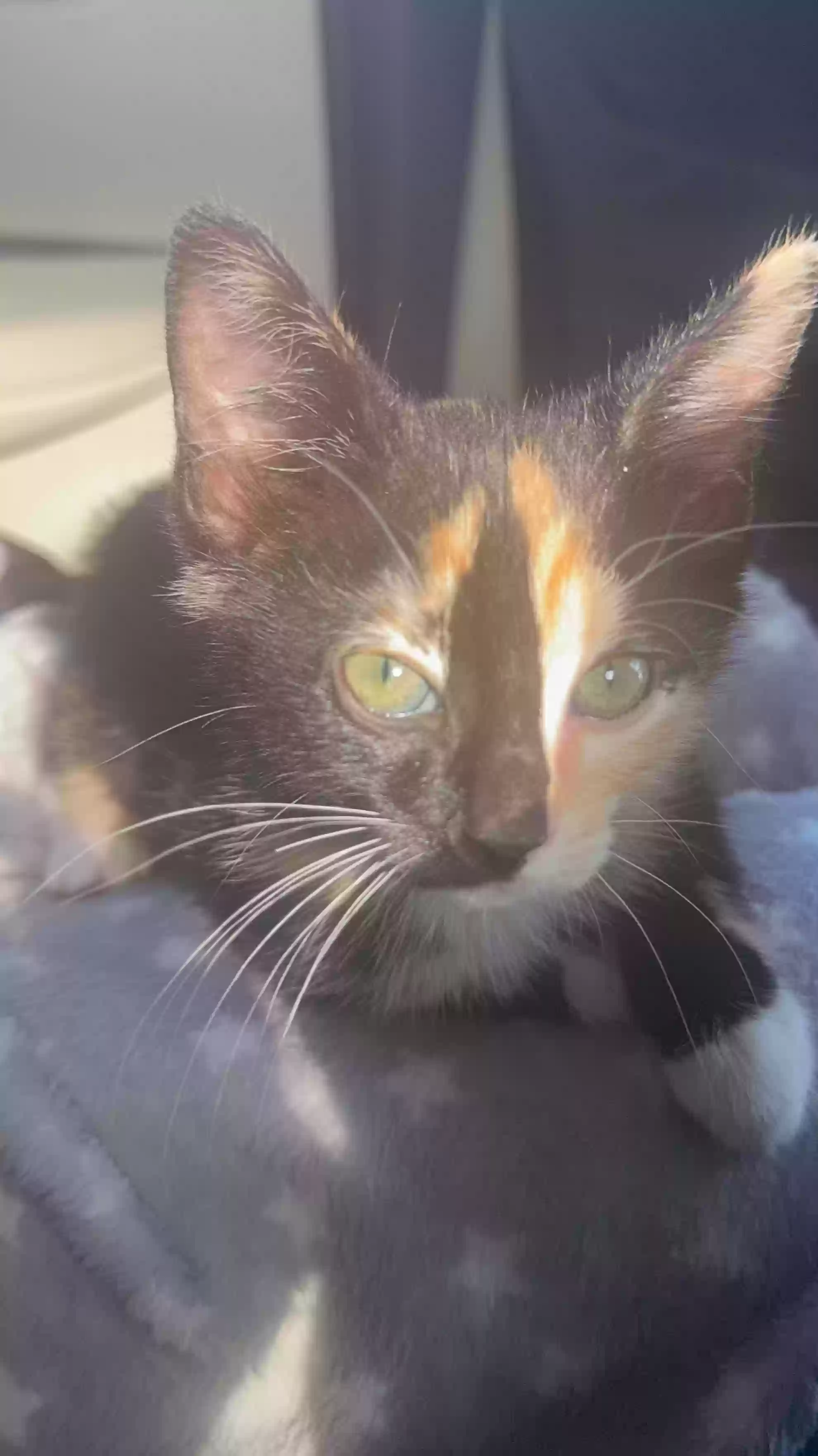 adoptable Cat in Raleigh,NC named Unicorn