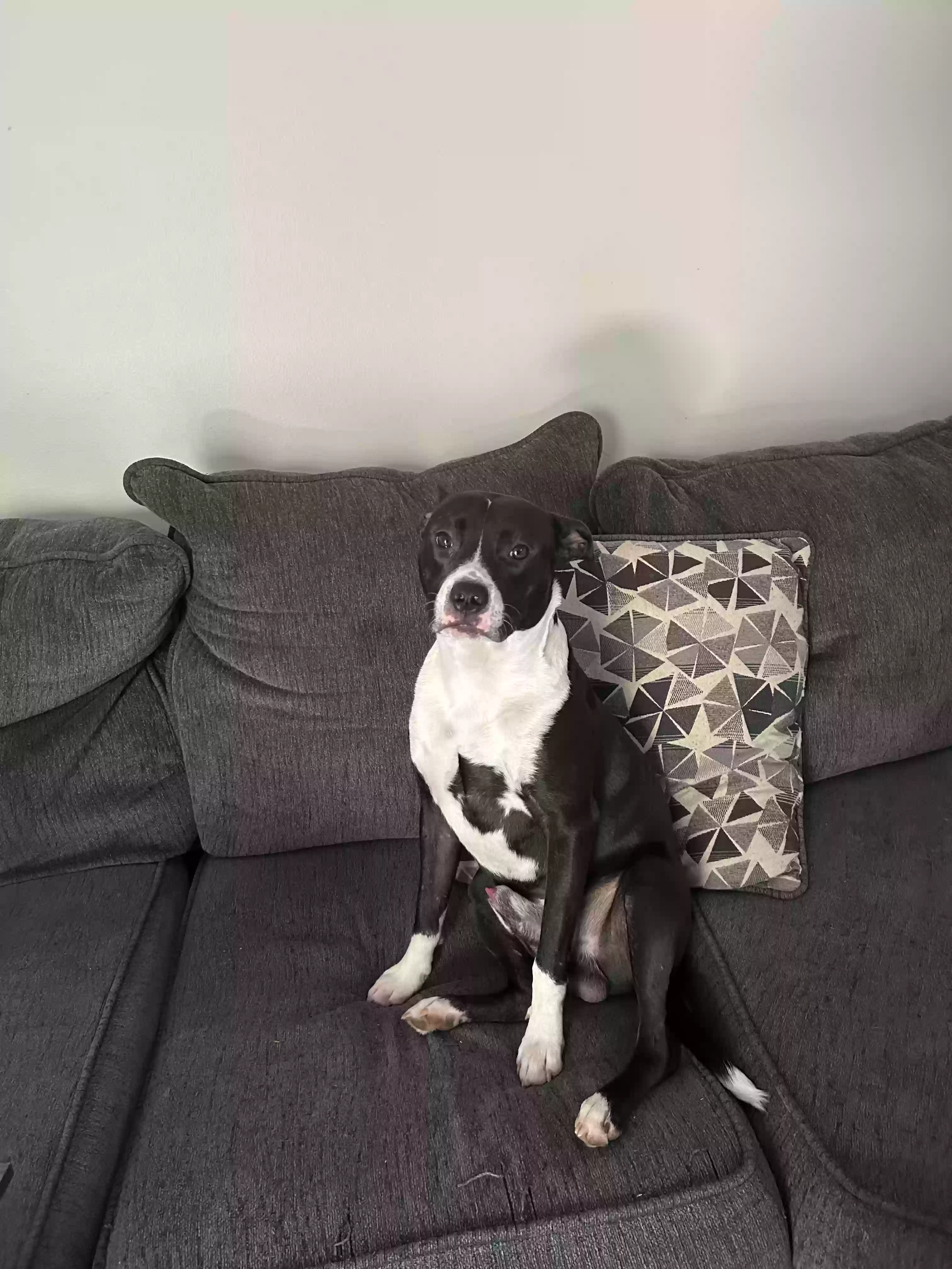 adoptable Dog in Sharpsburg,GA named Kash