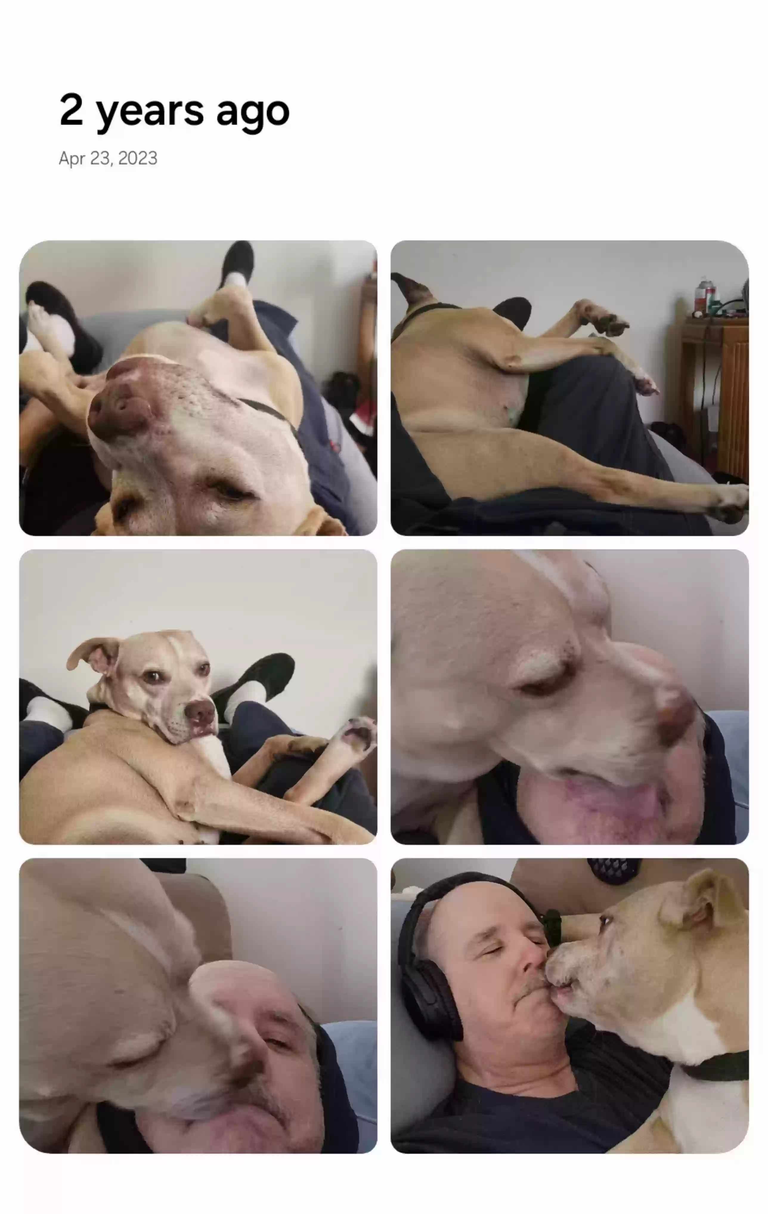 adoptable Dog in Jacksonville,FL named Buster