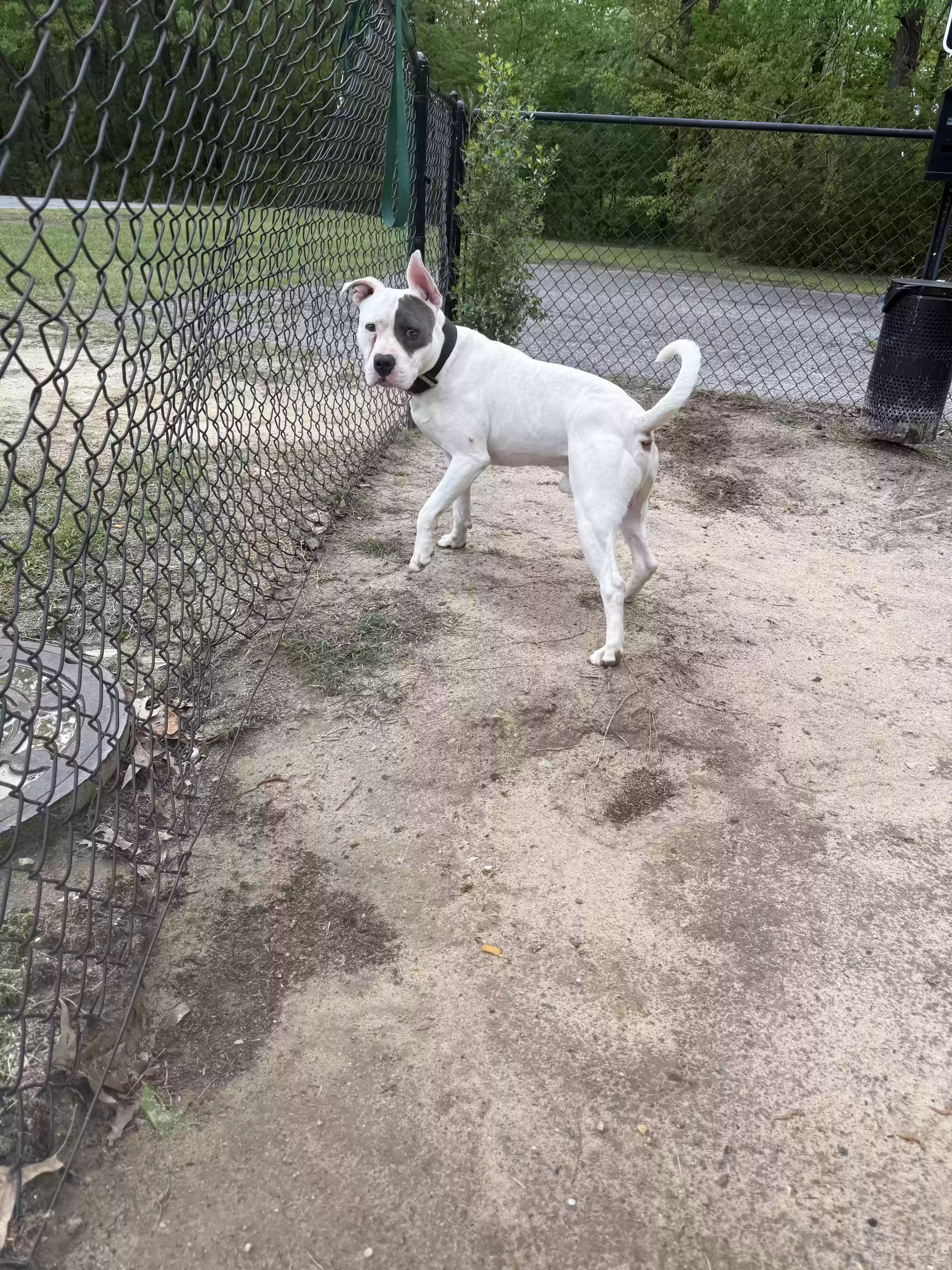 adoptable Dog in Greenville,NC named Ghost