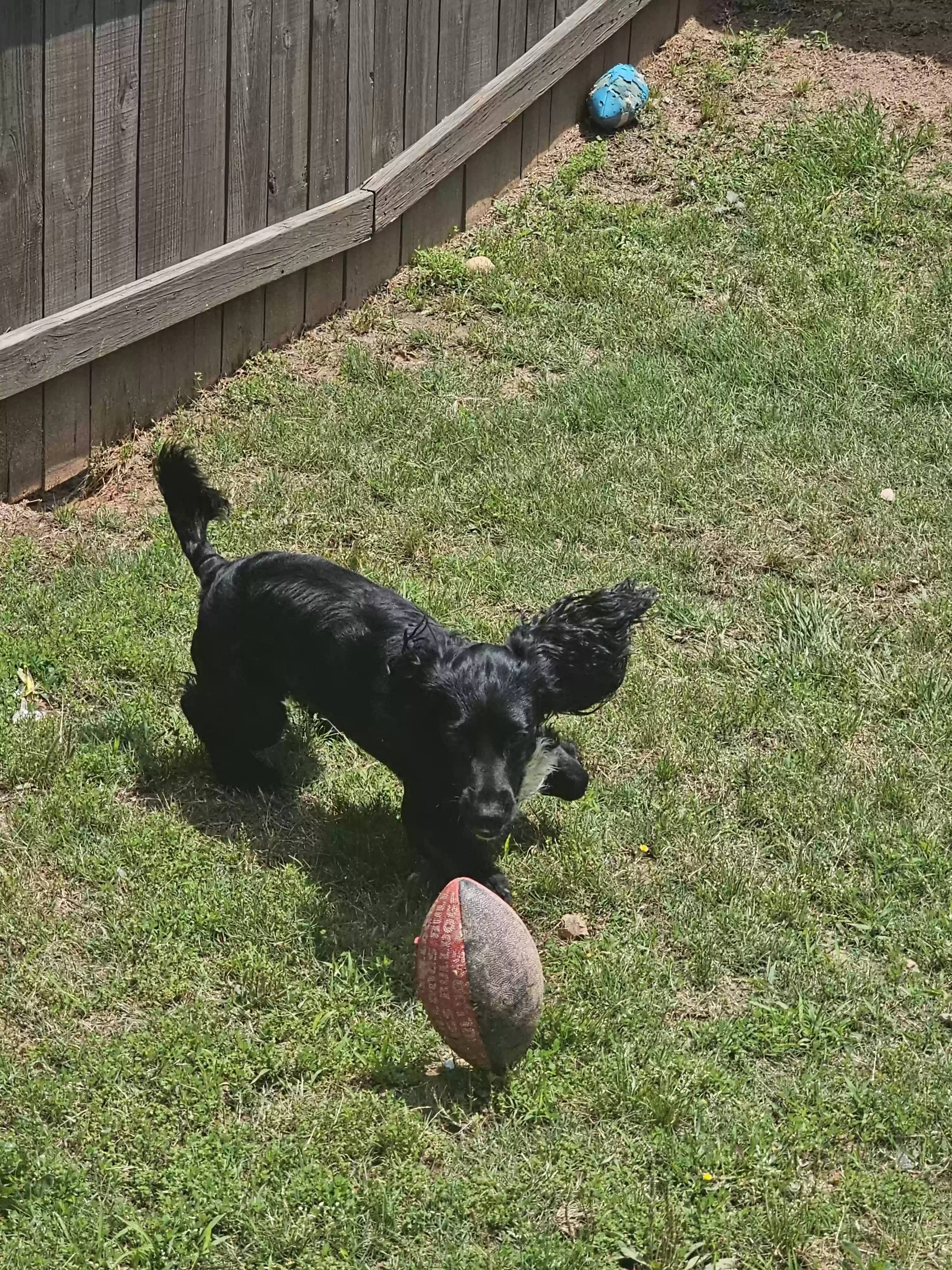 adoptable Dog in Fairburn,GA named Buddy