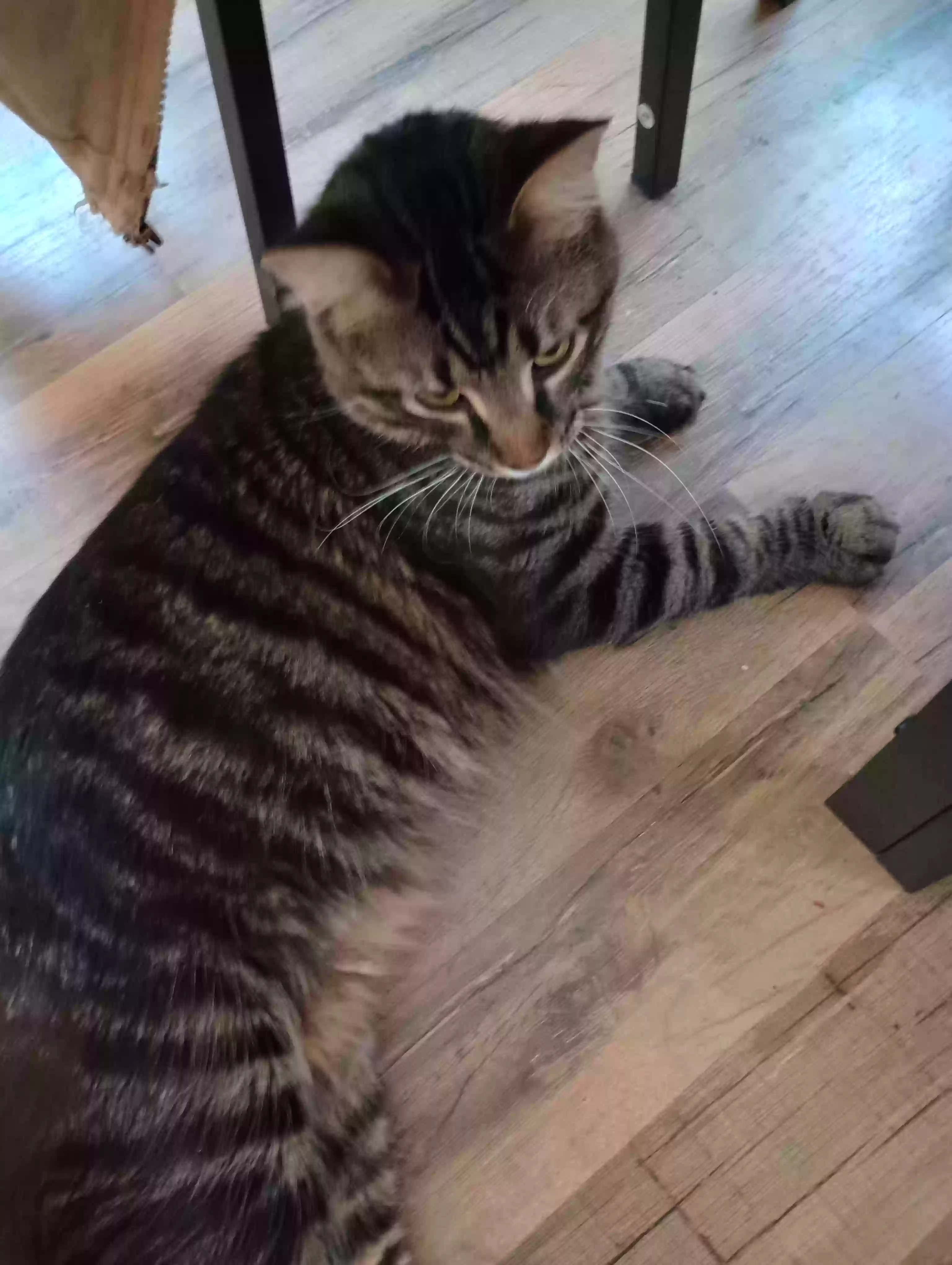 adoptable Cat in Bolivar,OH named Corndog