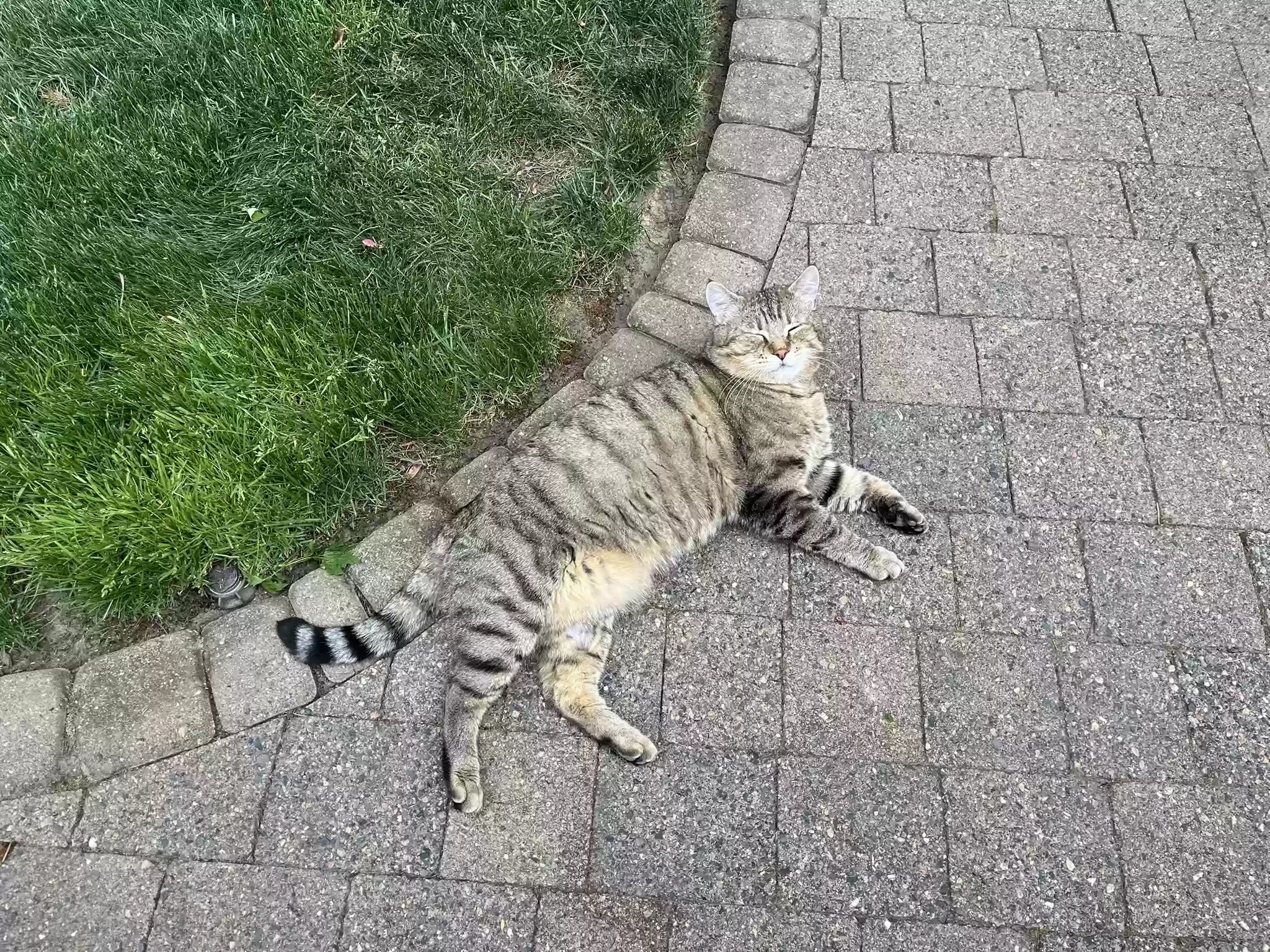 adoptable Cat in Vancouver,WA named Tony