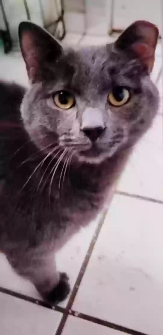 adoptable Cat in Elmont,NY named Ollie