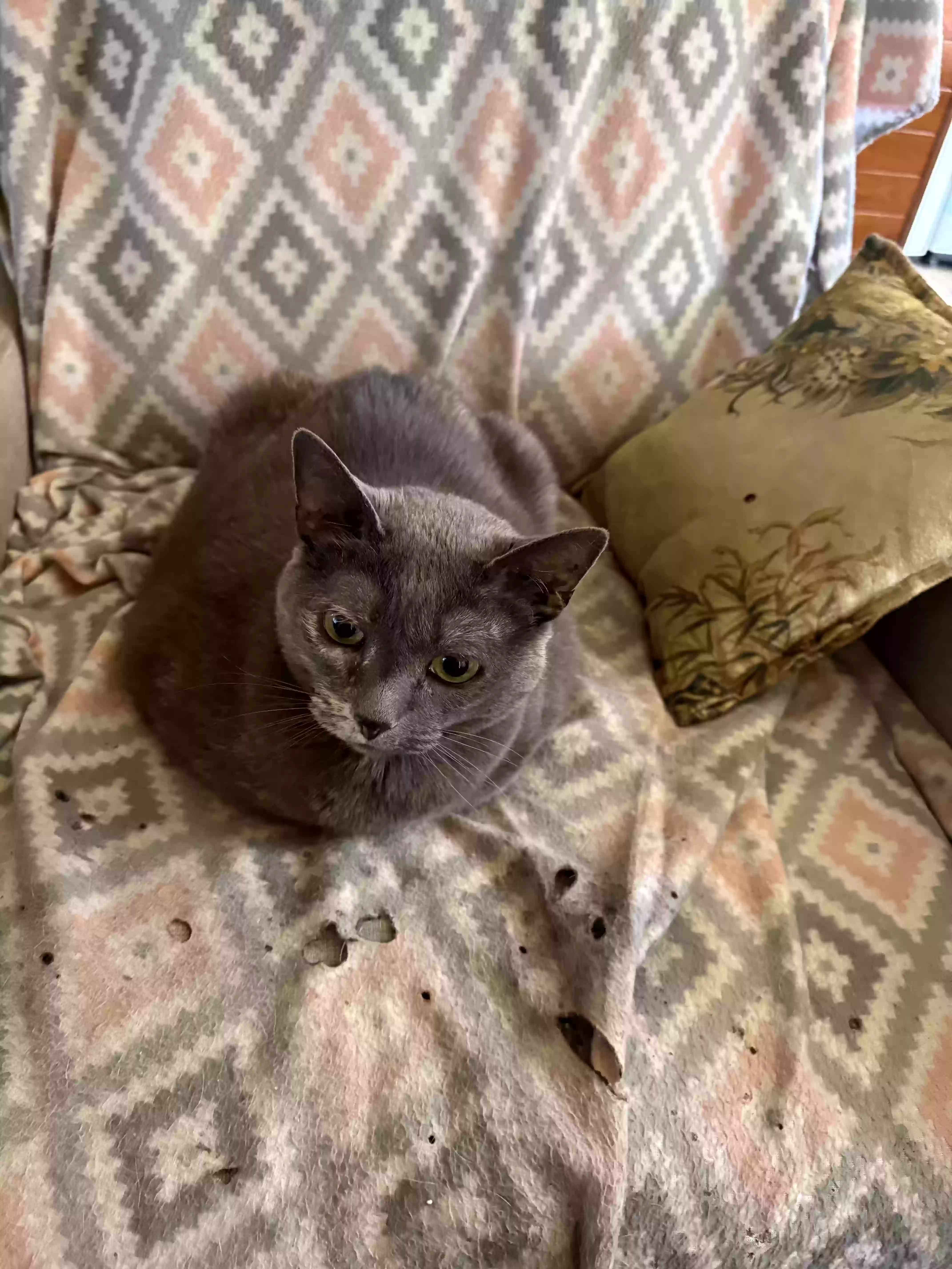 adoptable Cat in Joliet,IL named Camille