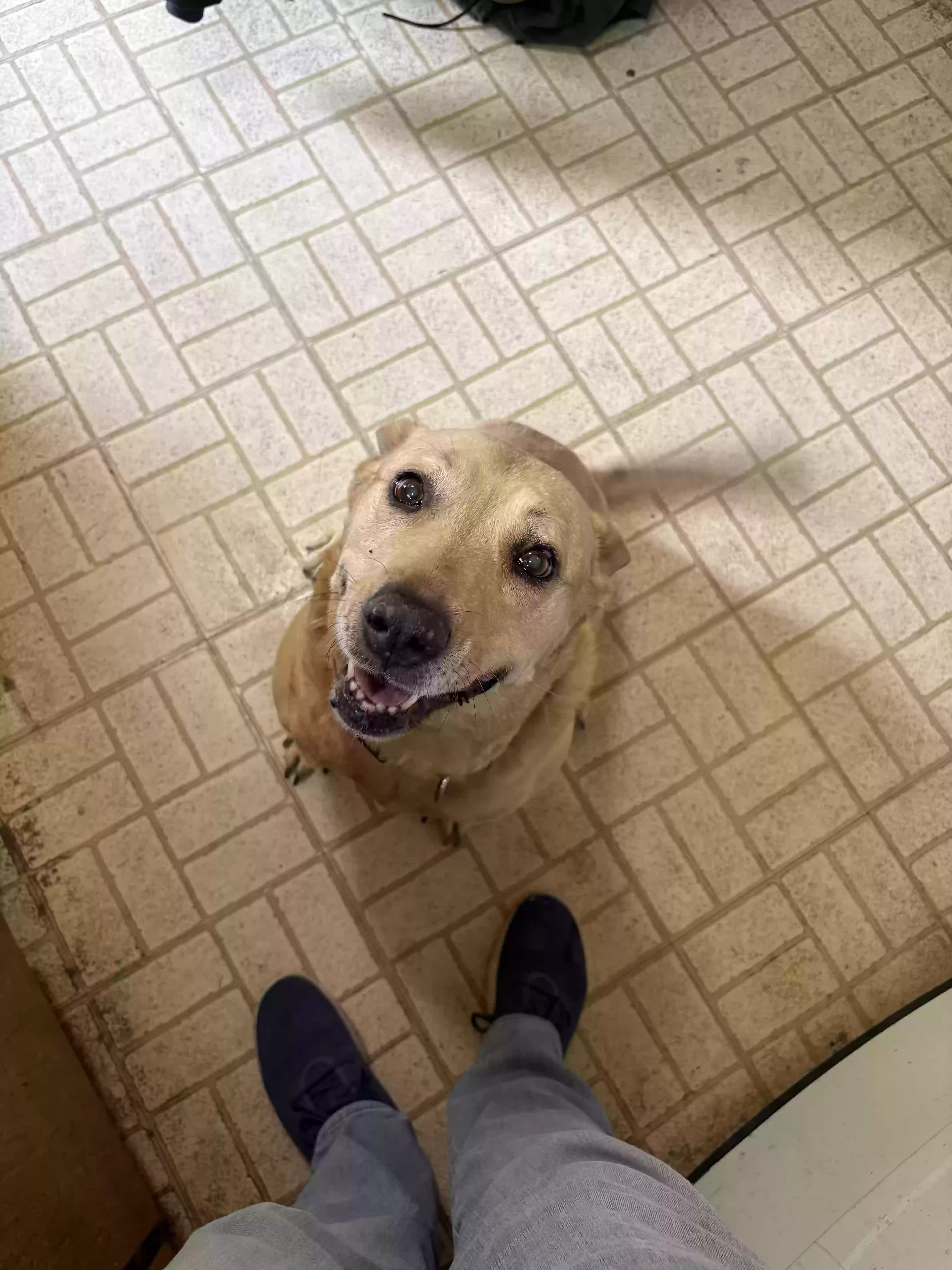 adoptable Dog in Joliet,IL named Trixie