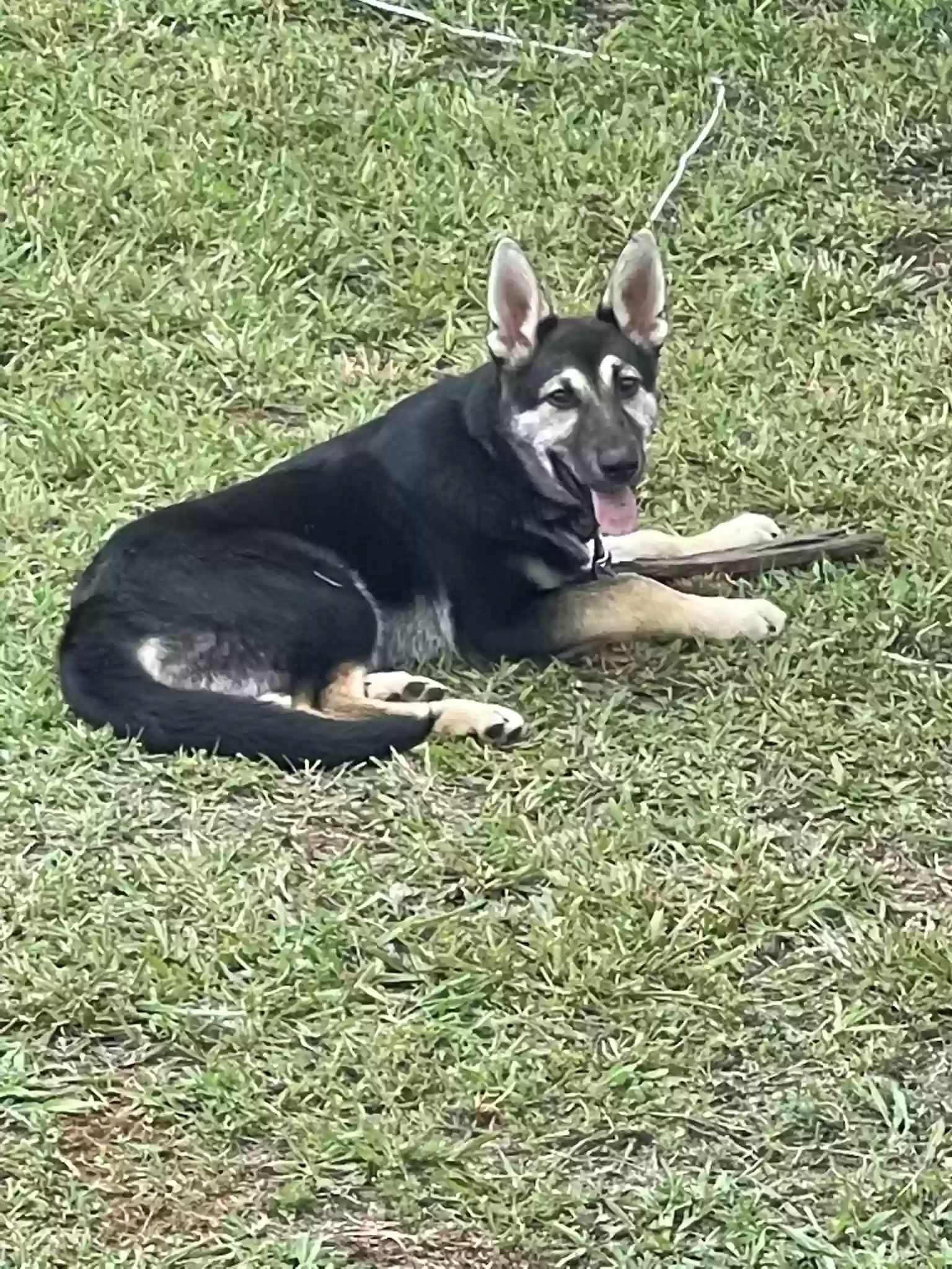 adoptable Dog in Denton,NC named Bear