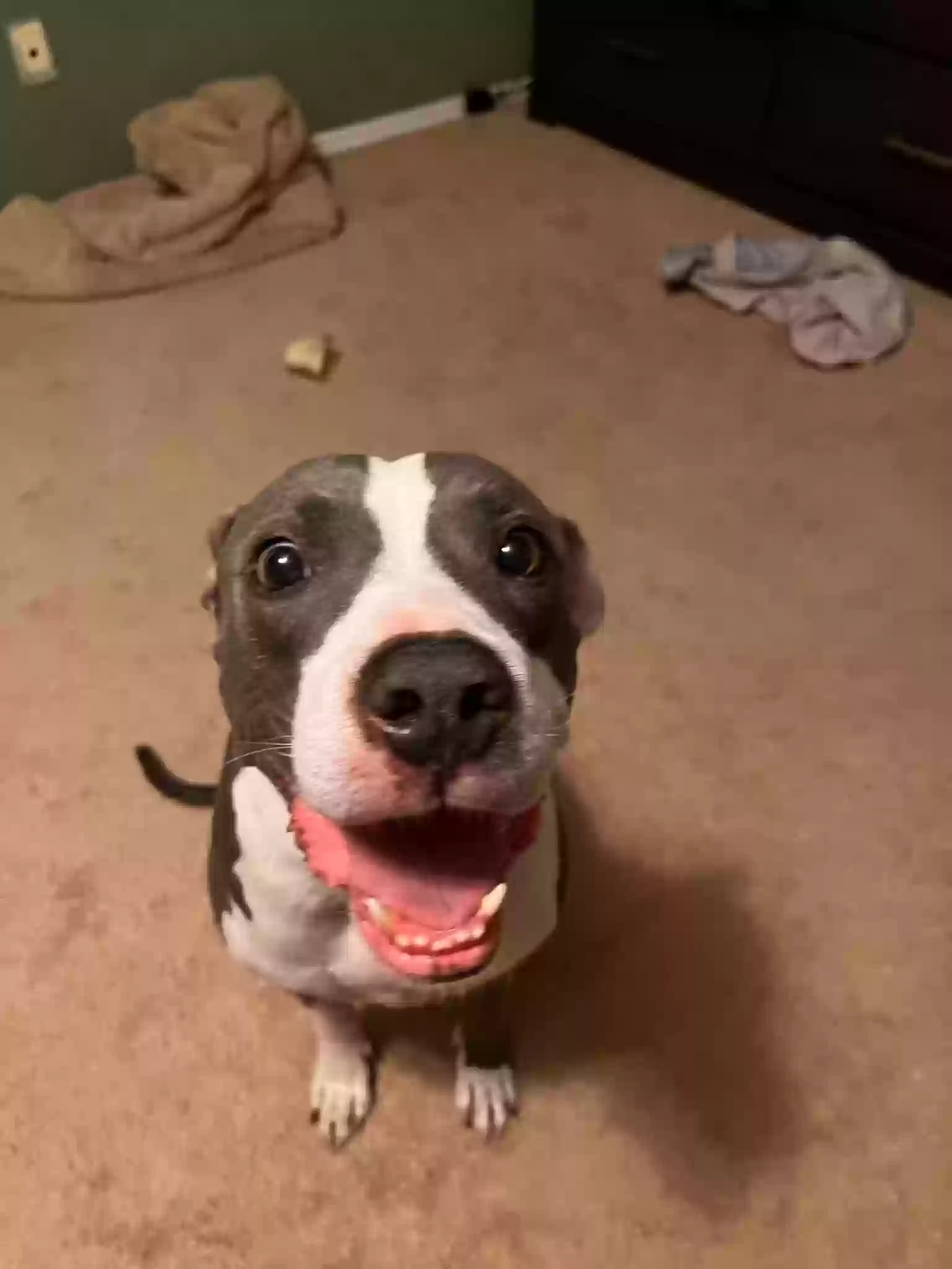 adoptable Dog in Phoenix,AZ named Unknown