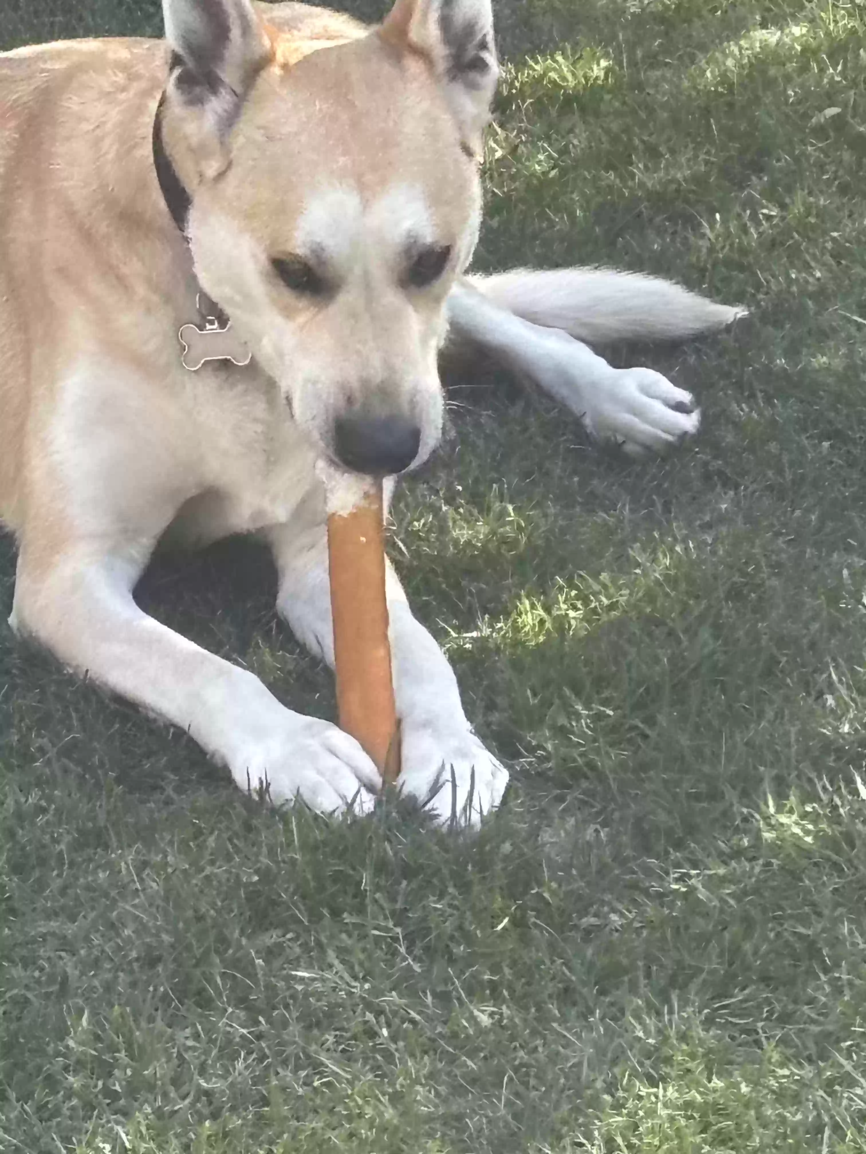 adoptable Dog in Los Angeles,CA named Jackson