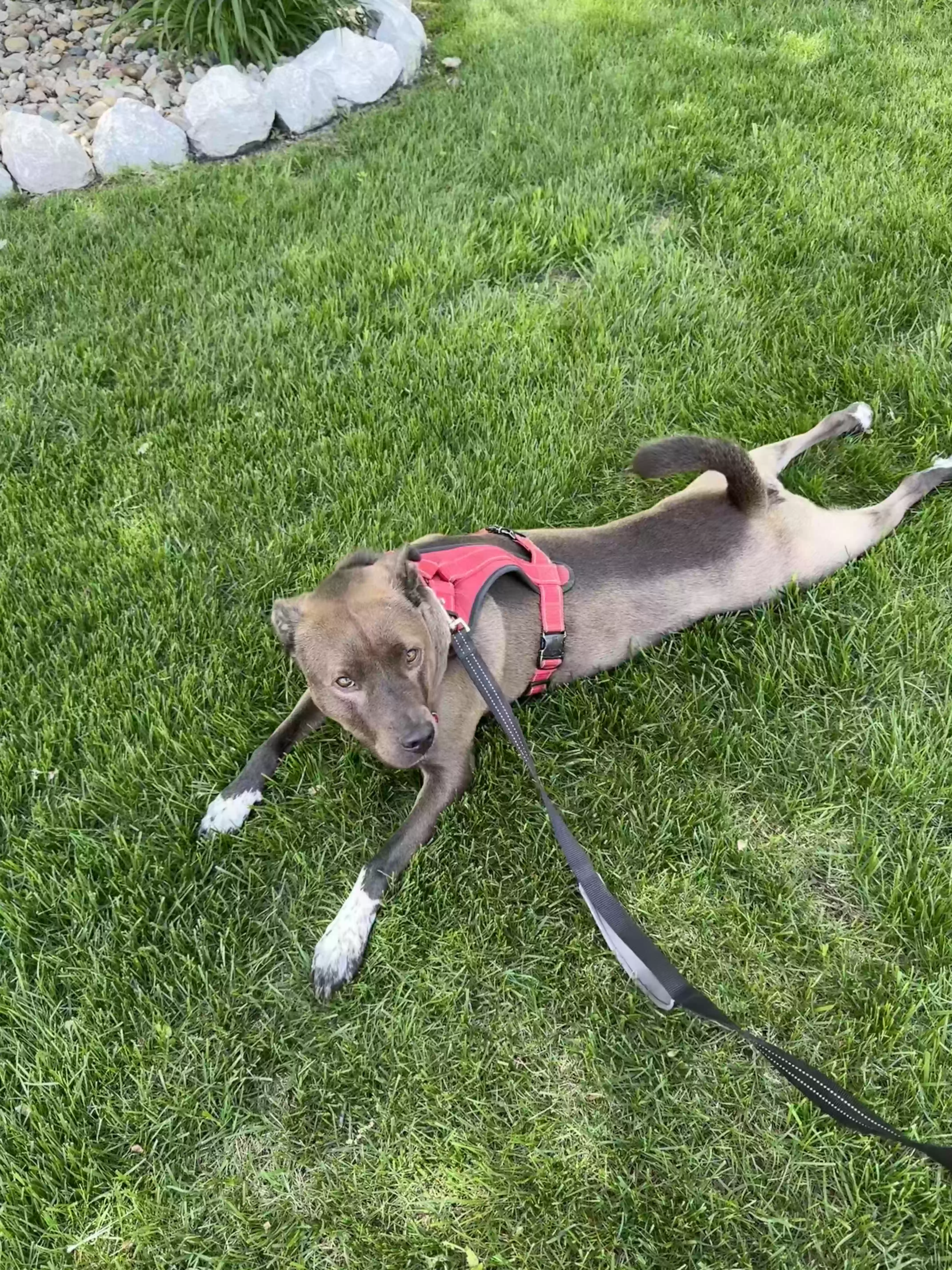adoptable Dog in Ankeny,IA named Sway
