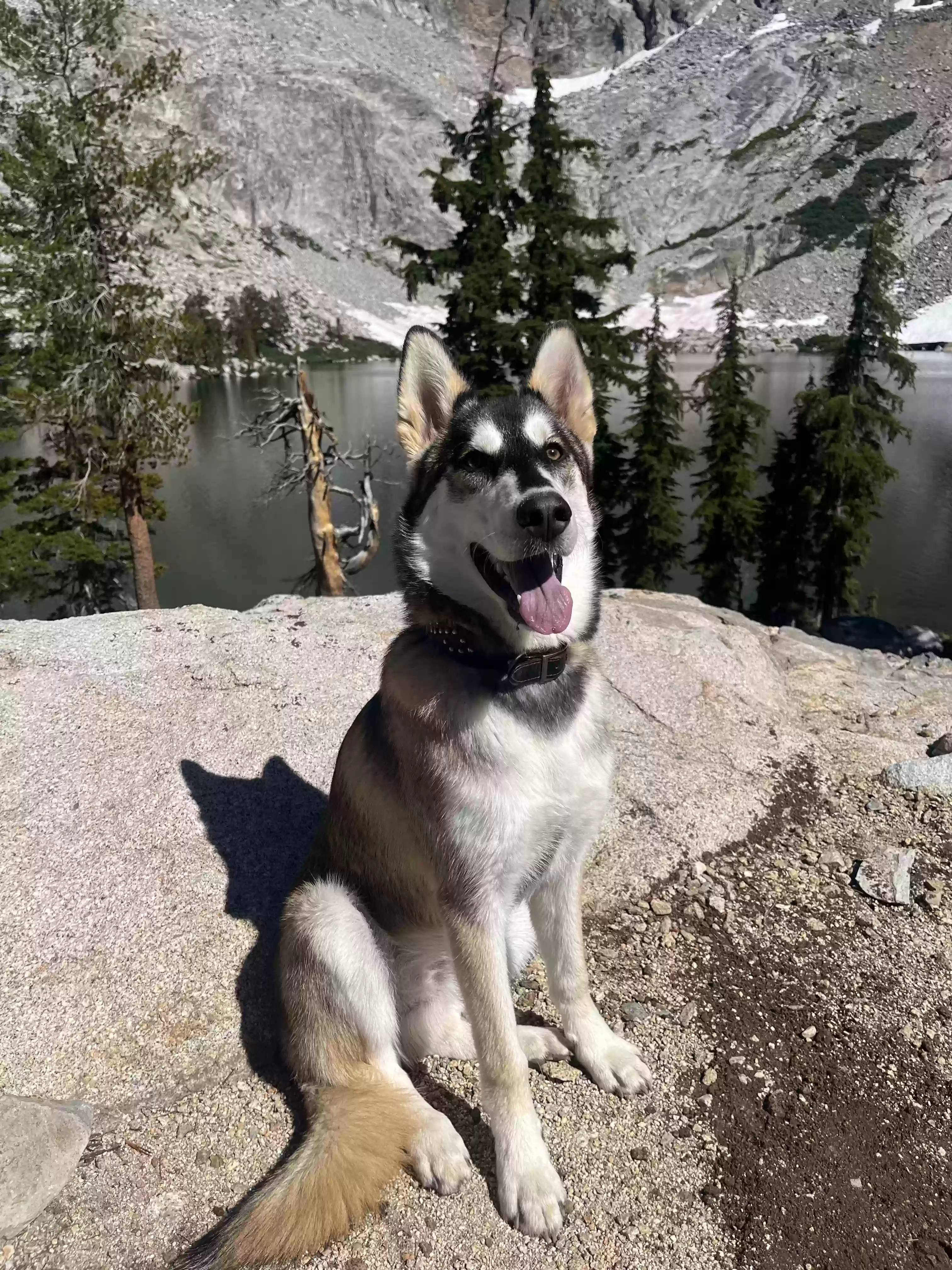 adoptable Dog in Newburg,MO named Maverick