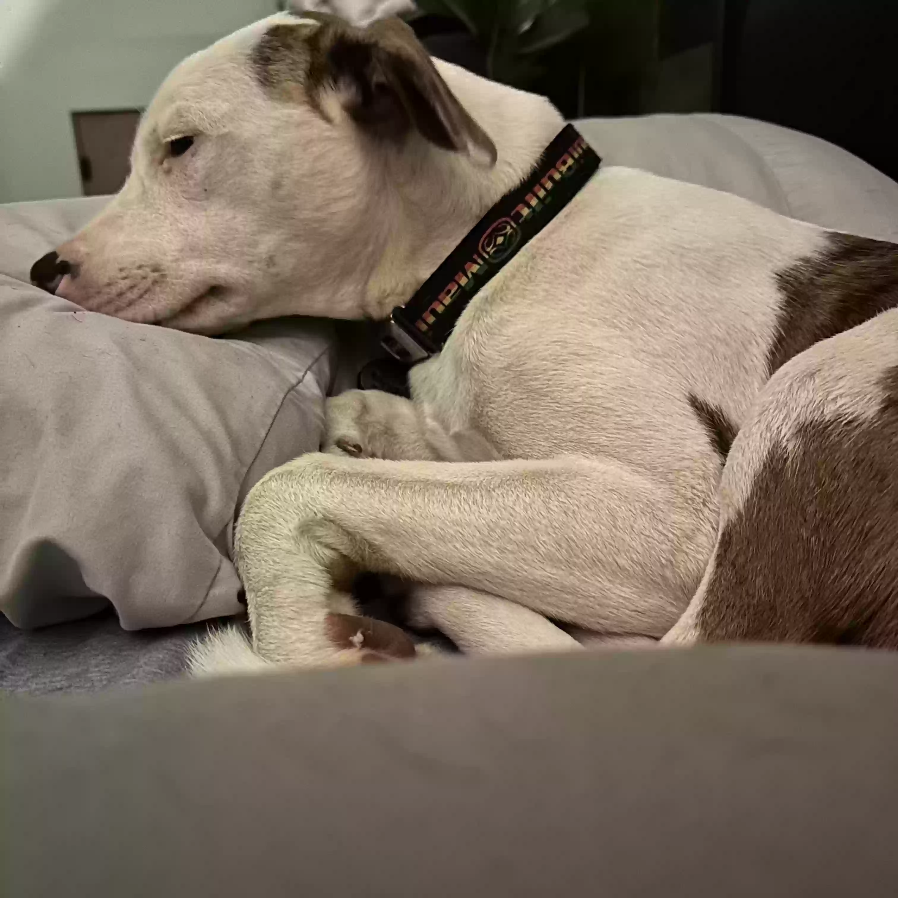 adoptable Dog in Makawao,HI named Kainalu