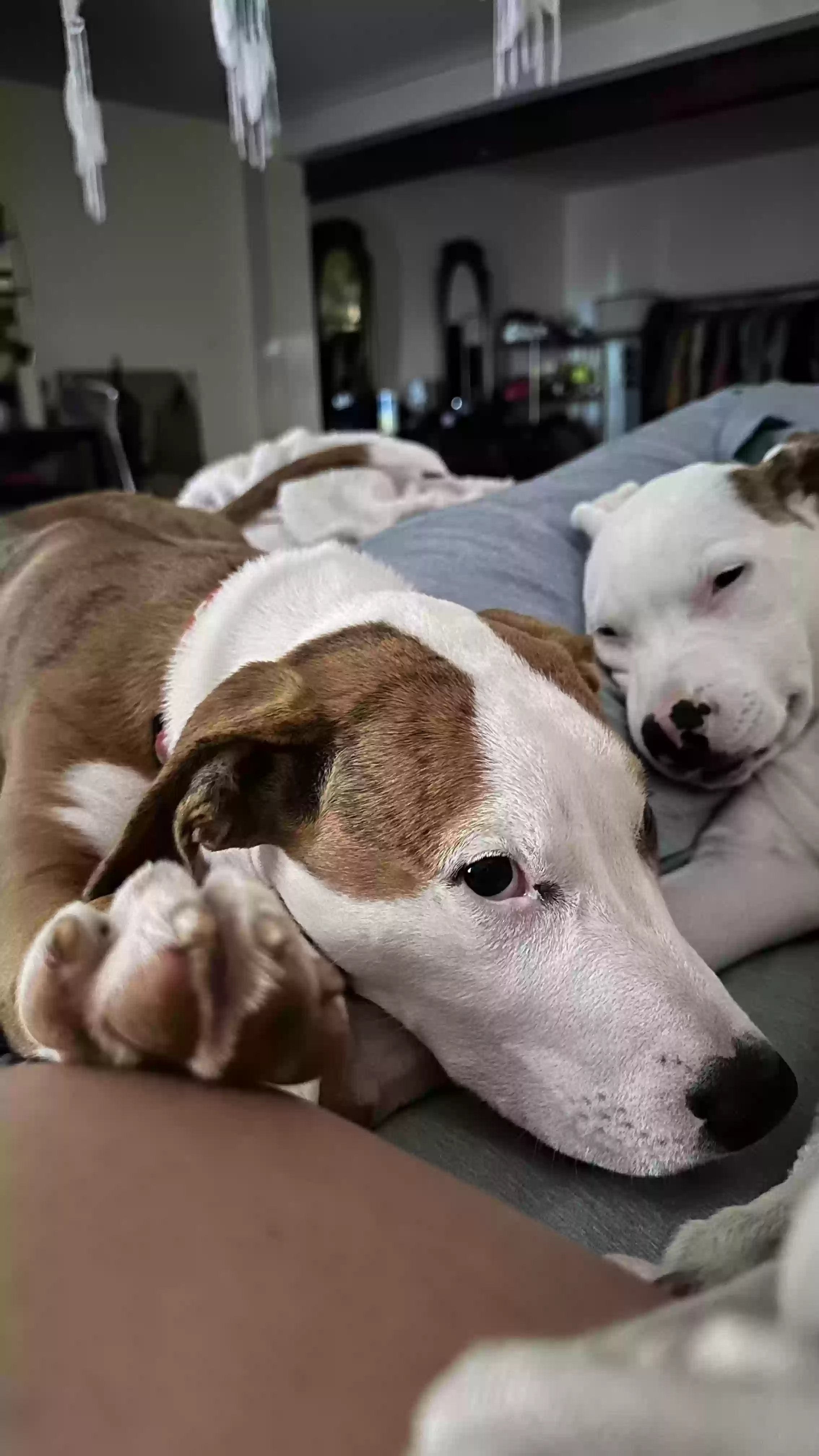 adoptable Dog in Makawao,HI named Pualena