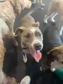 adoptable Dog in Atlanta,GA named Havannah