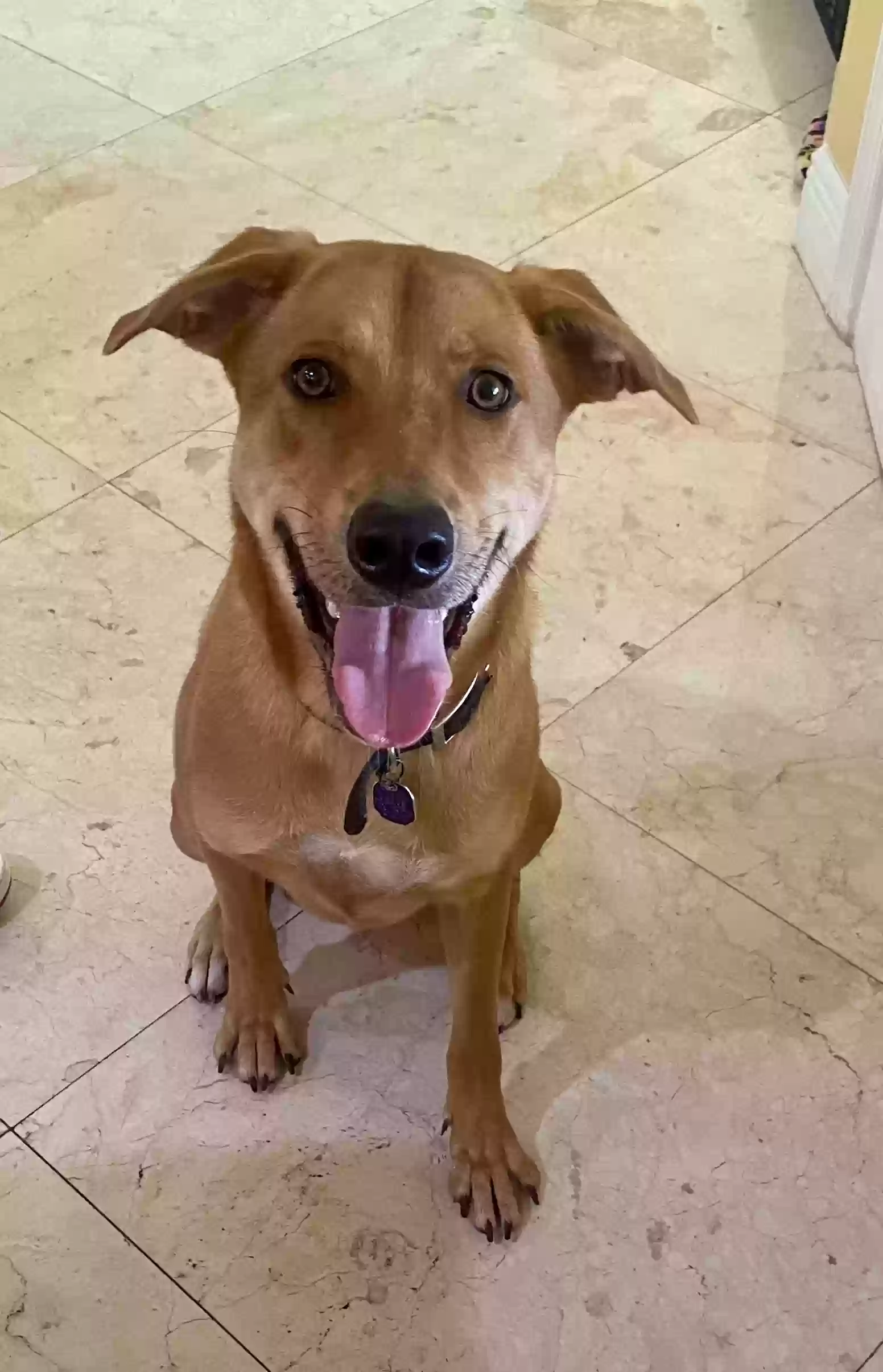 adoptable Dog in Boca Raton,FL named Charlie