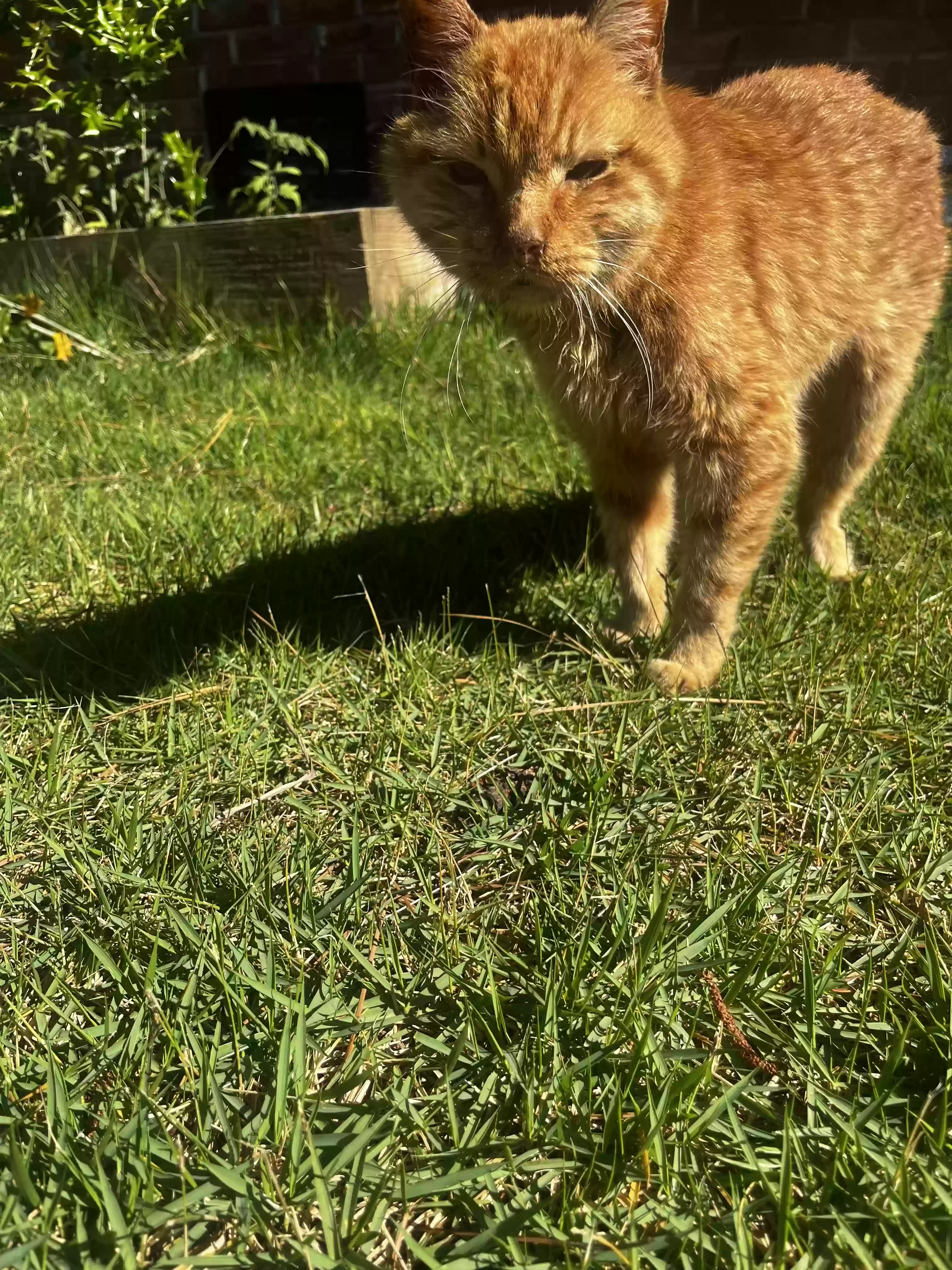 adoptable Cat in Jonesboro,AR named Fritz