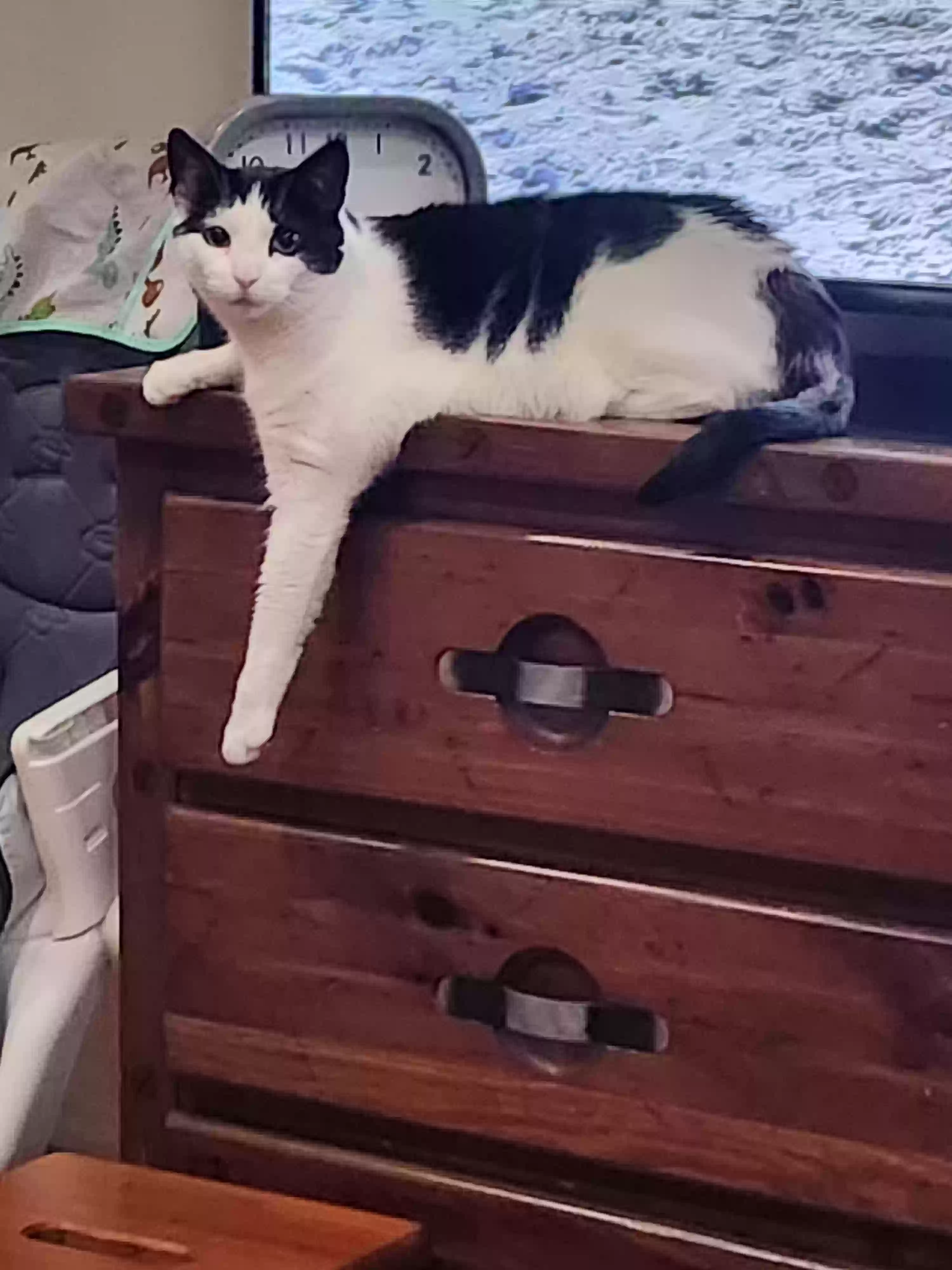 adoptable Cat in Franklin Square,NY named Babs and Maggie