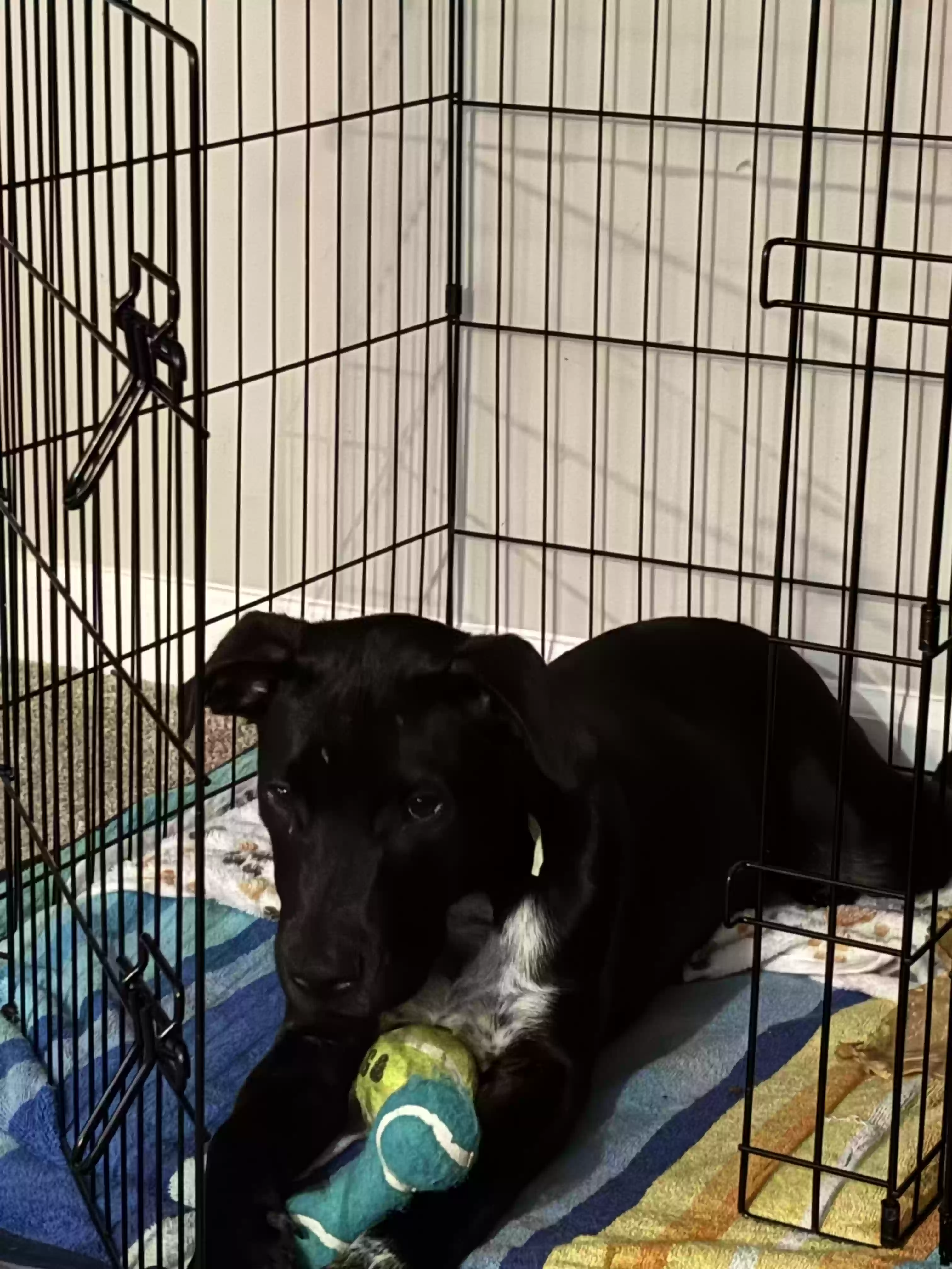 adoptable Dog in Huntsville,AL named adonis