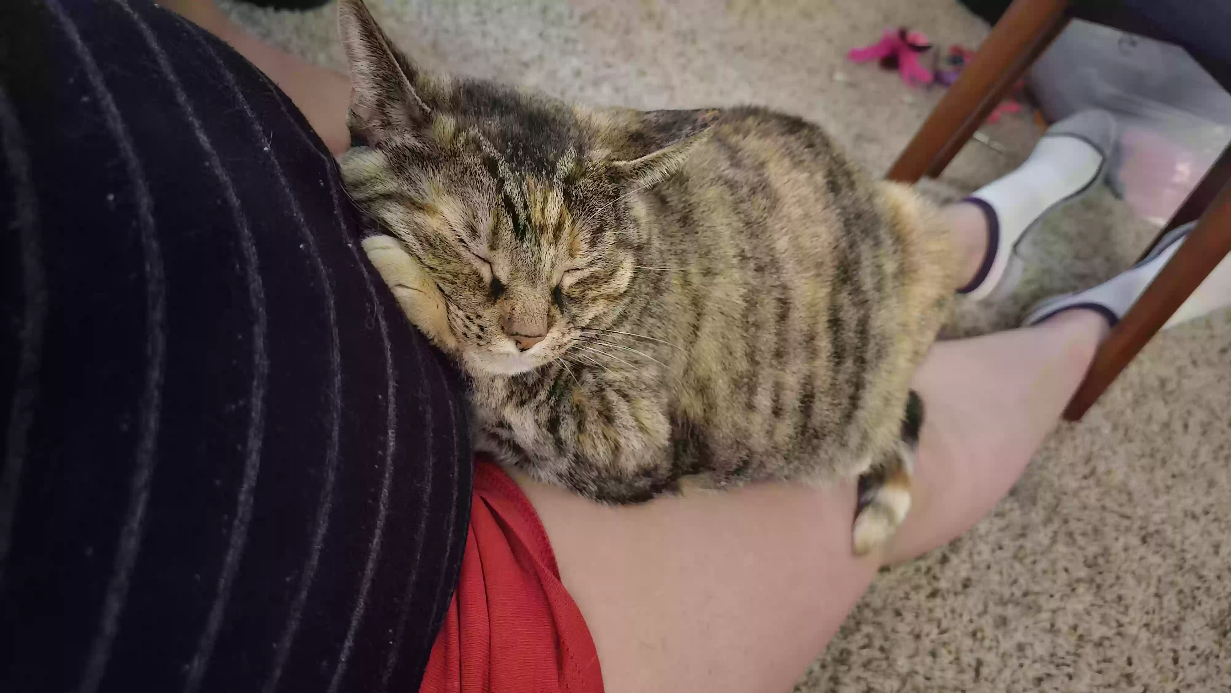 adoptable Cat in Rancho Cucamonga,CA named Hershey