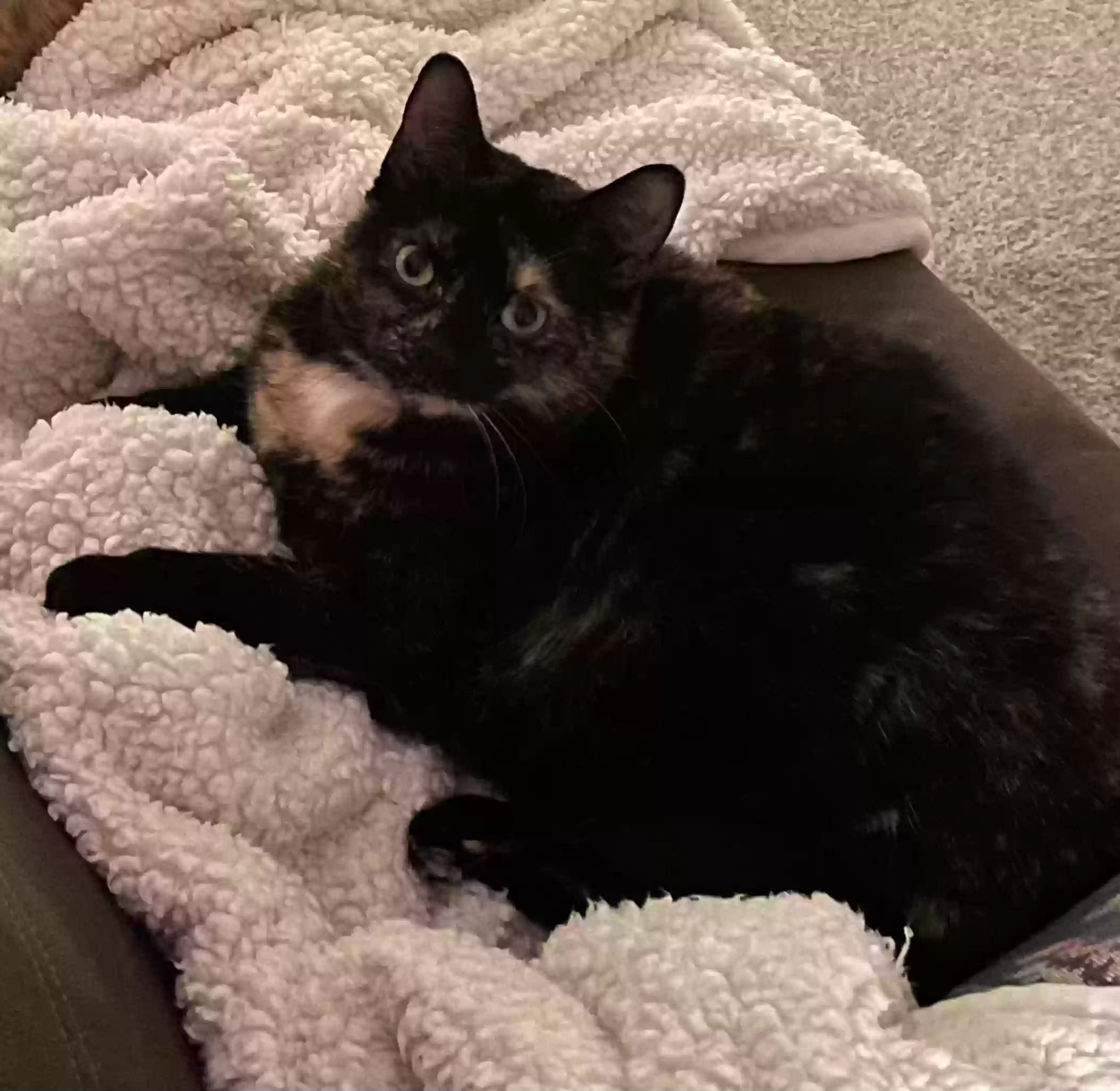 adoptable Cat in Mansfield,OH named Sparkles