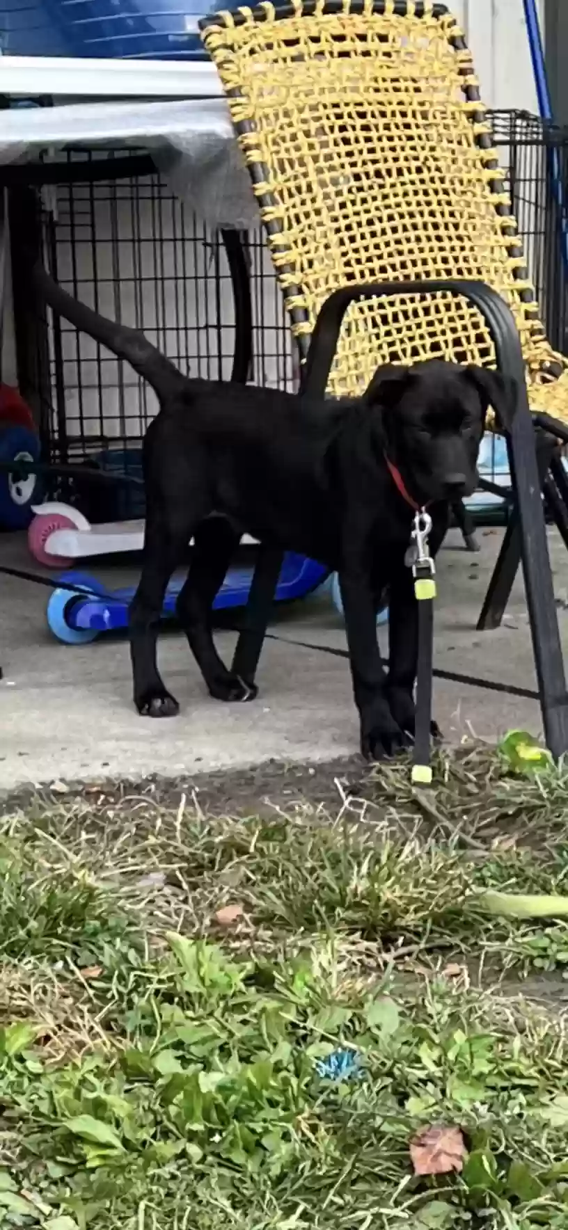 adoptable Dog in Sicklerville,NJ named Apollo