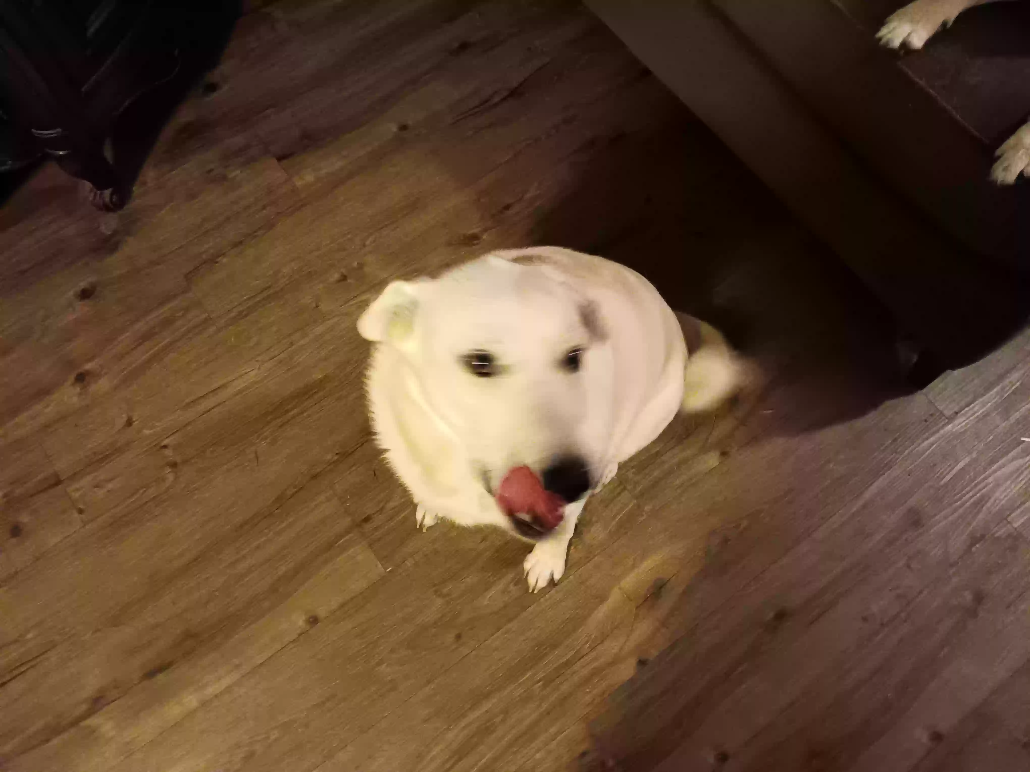 adoptable Dog in Wylie,TX named Seven