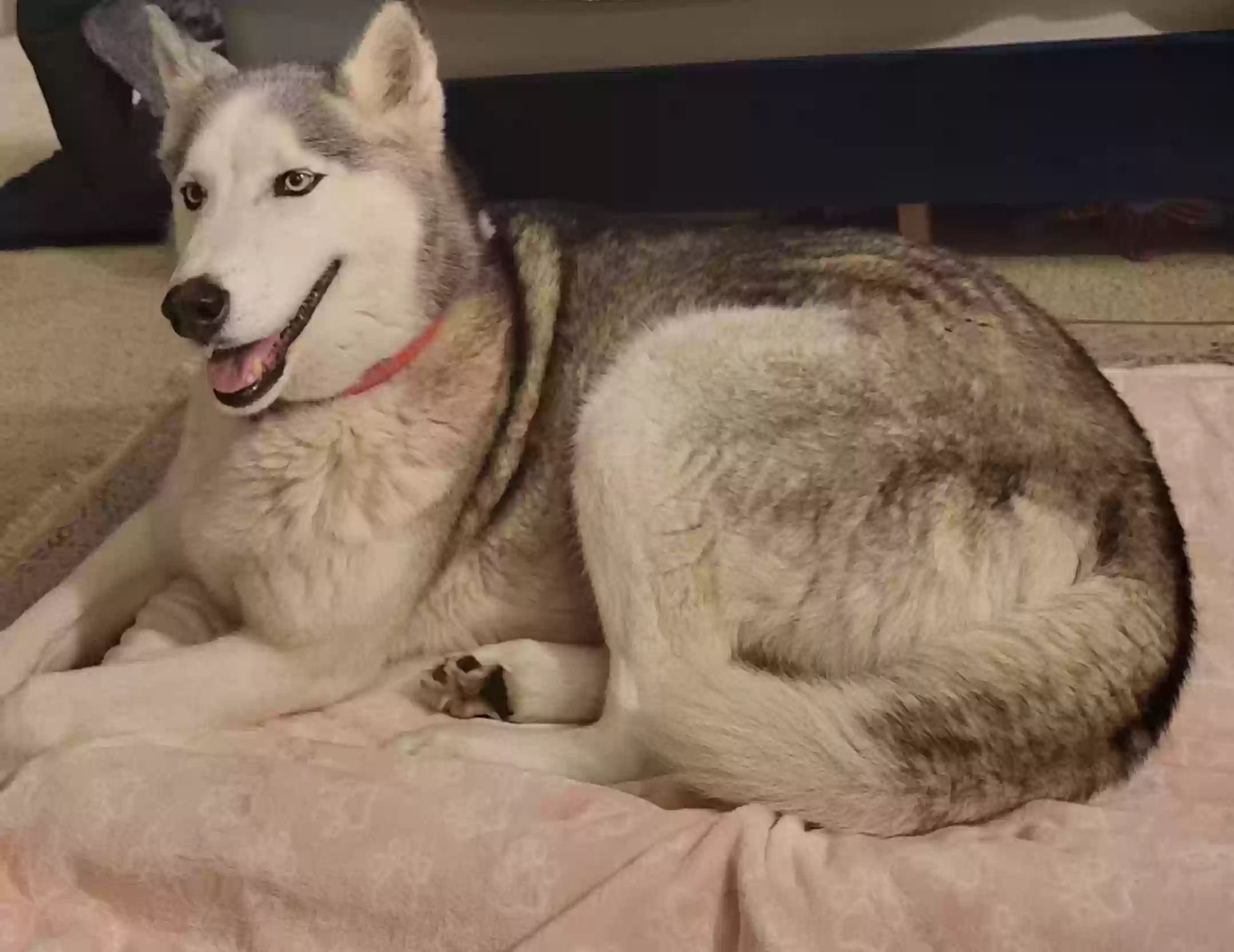 adoptable Dog in Campbell,CA named Lacy Grey