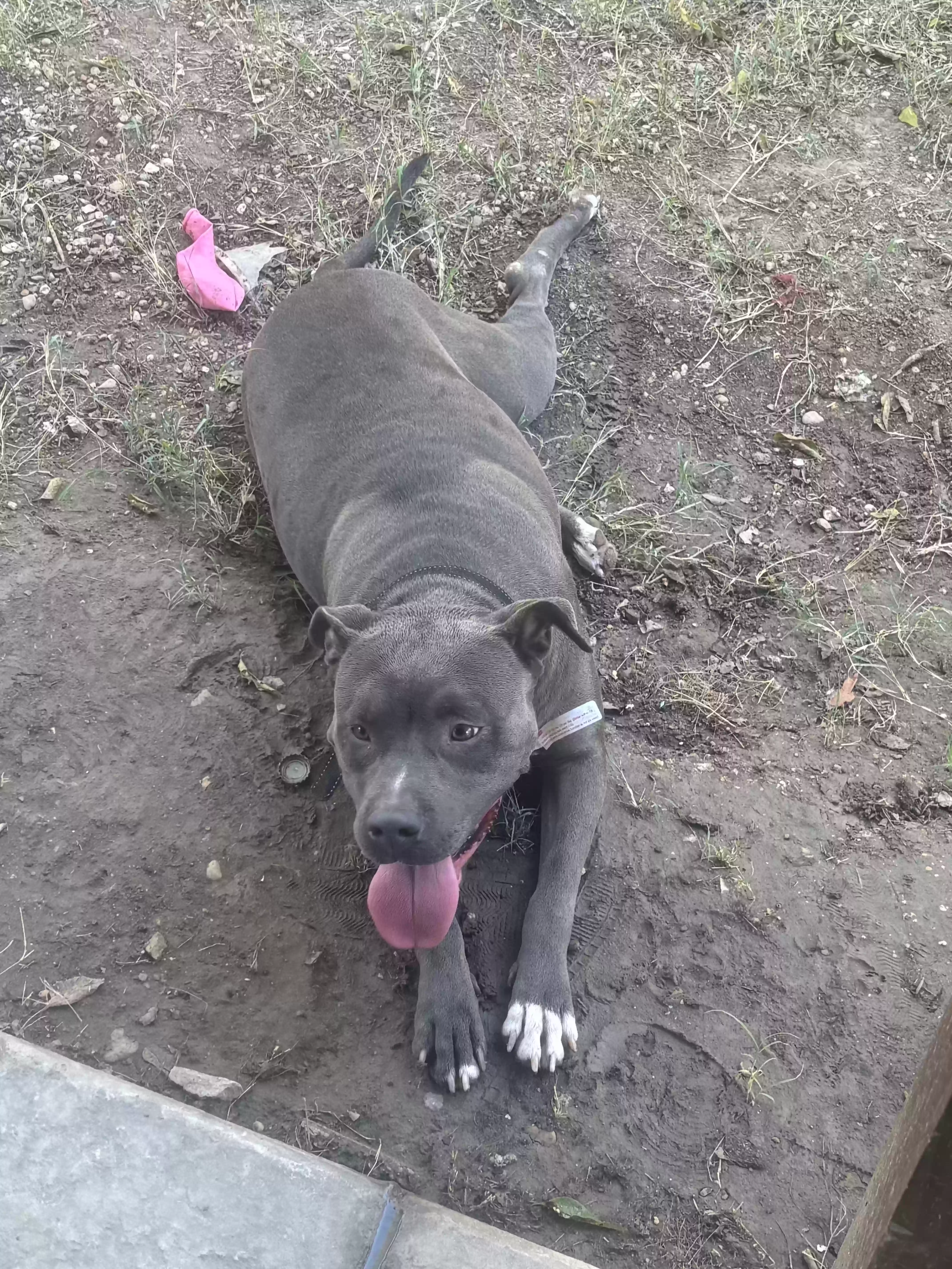 adoptable Dog in Mesquite,TX named Stormi