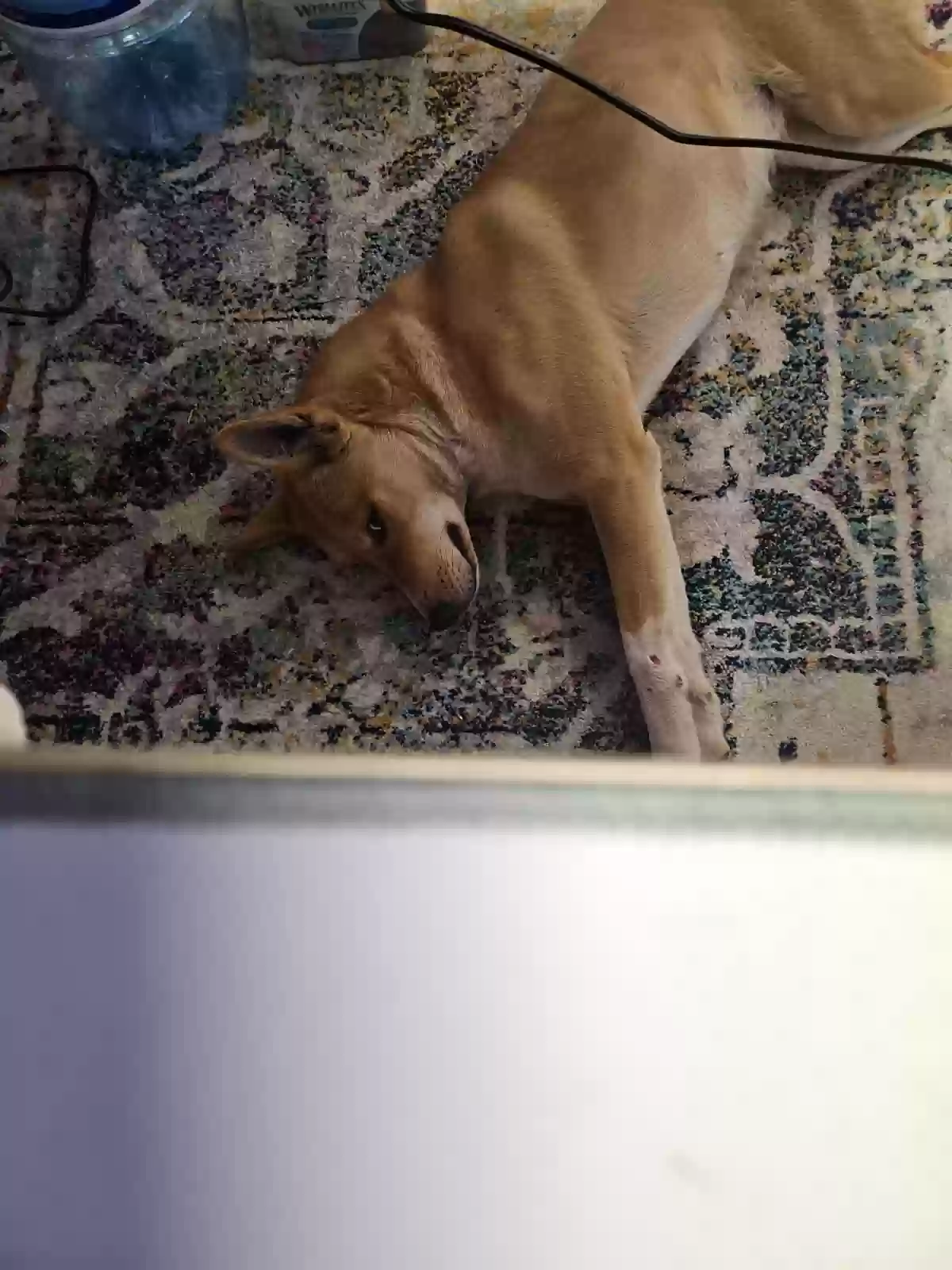 adoptable Dog in Bybee,TN named Sunny