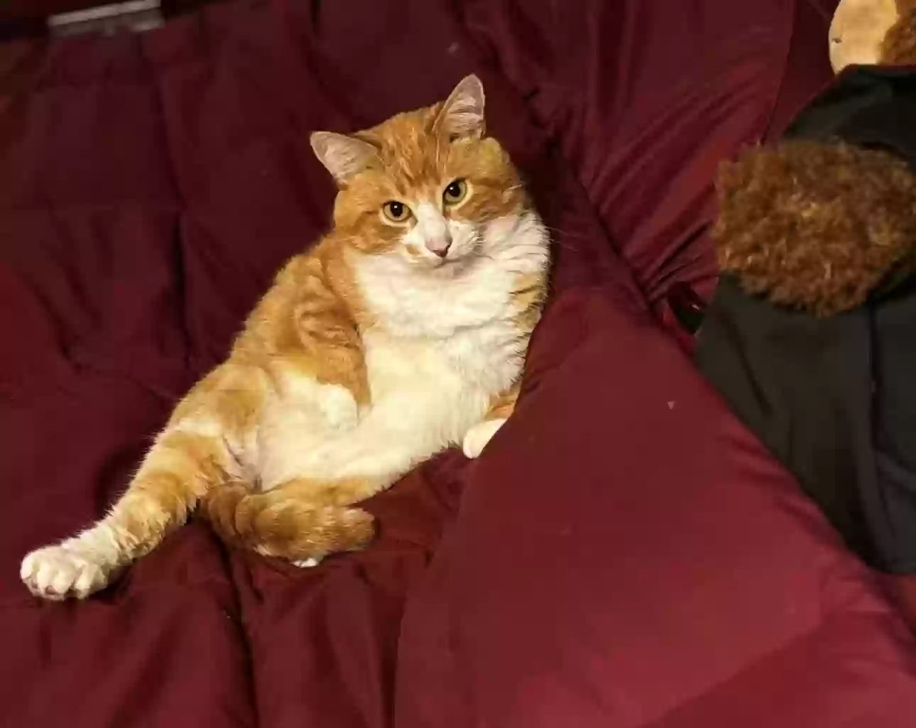 adoptable Cat in Middletown,CT named Harvest