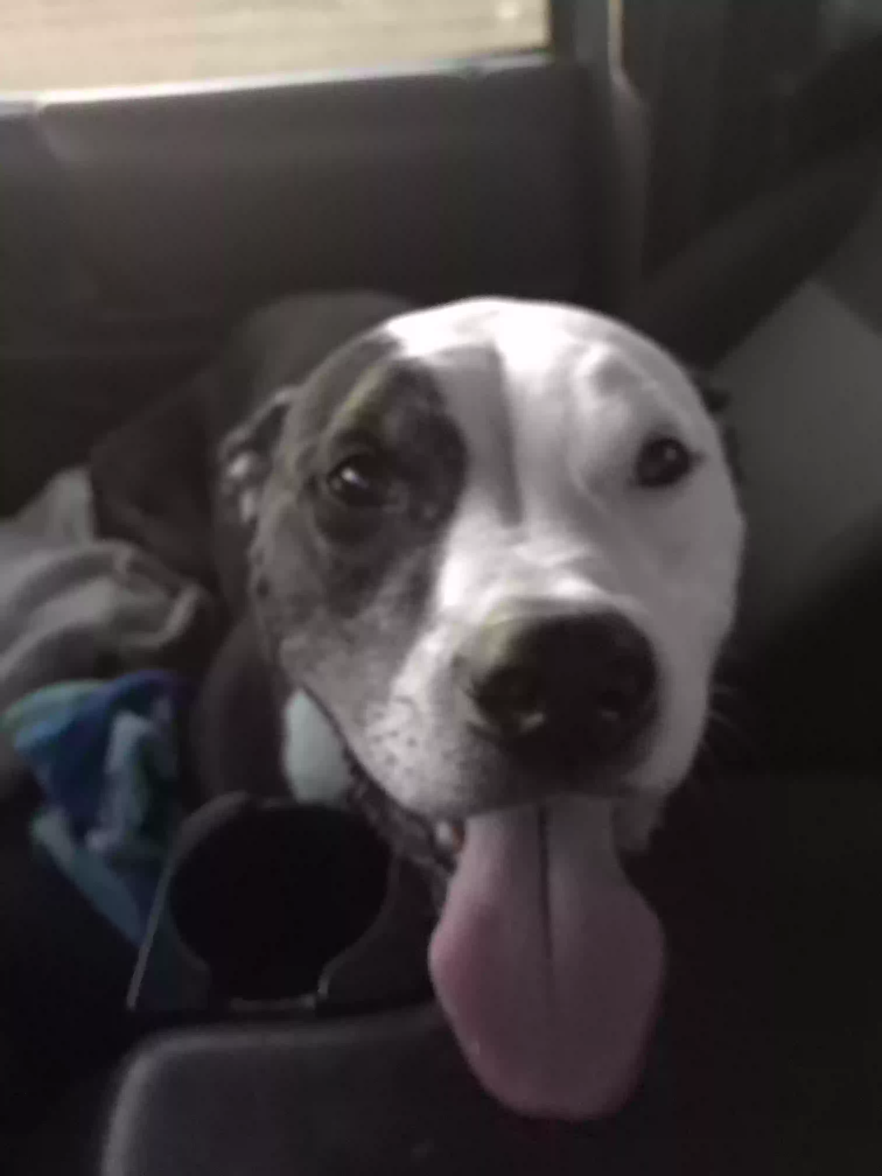 adoptable Dog in Port Charlotte,FL named Diego