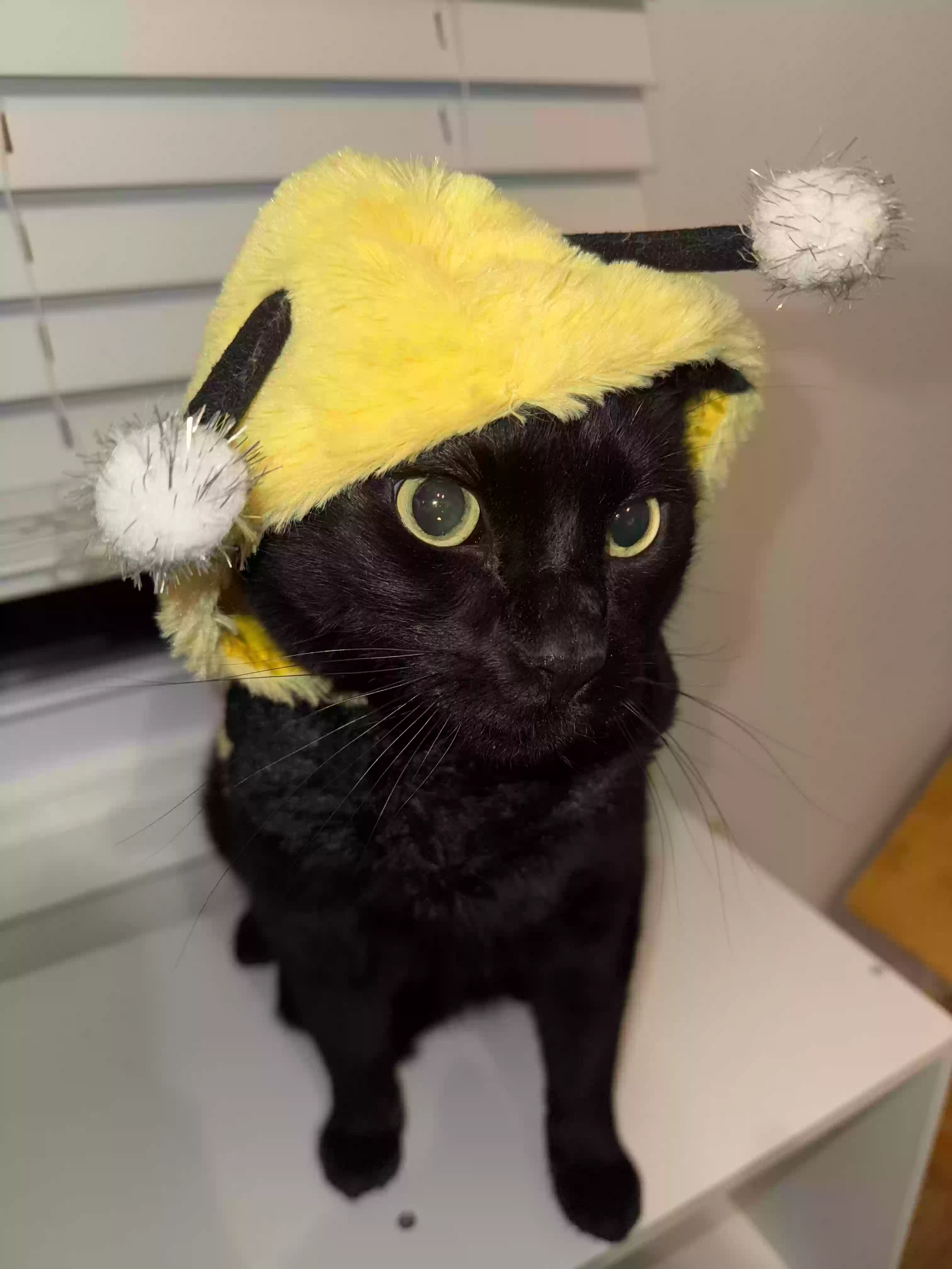adoptable Cat in Birmingham,MI named