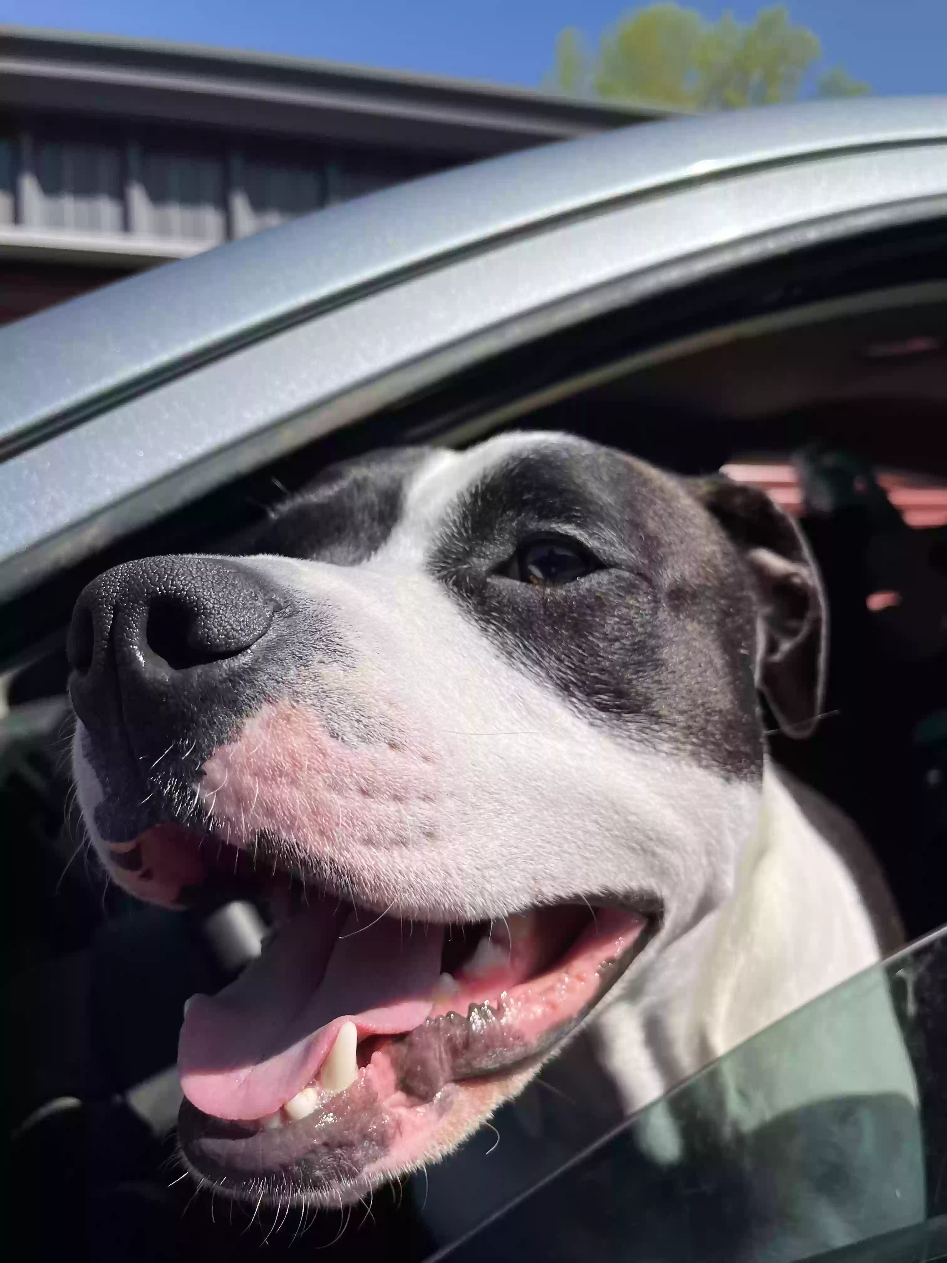 adoptable Dog in Dawsonville,GA named roscoe