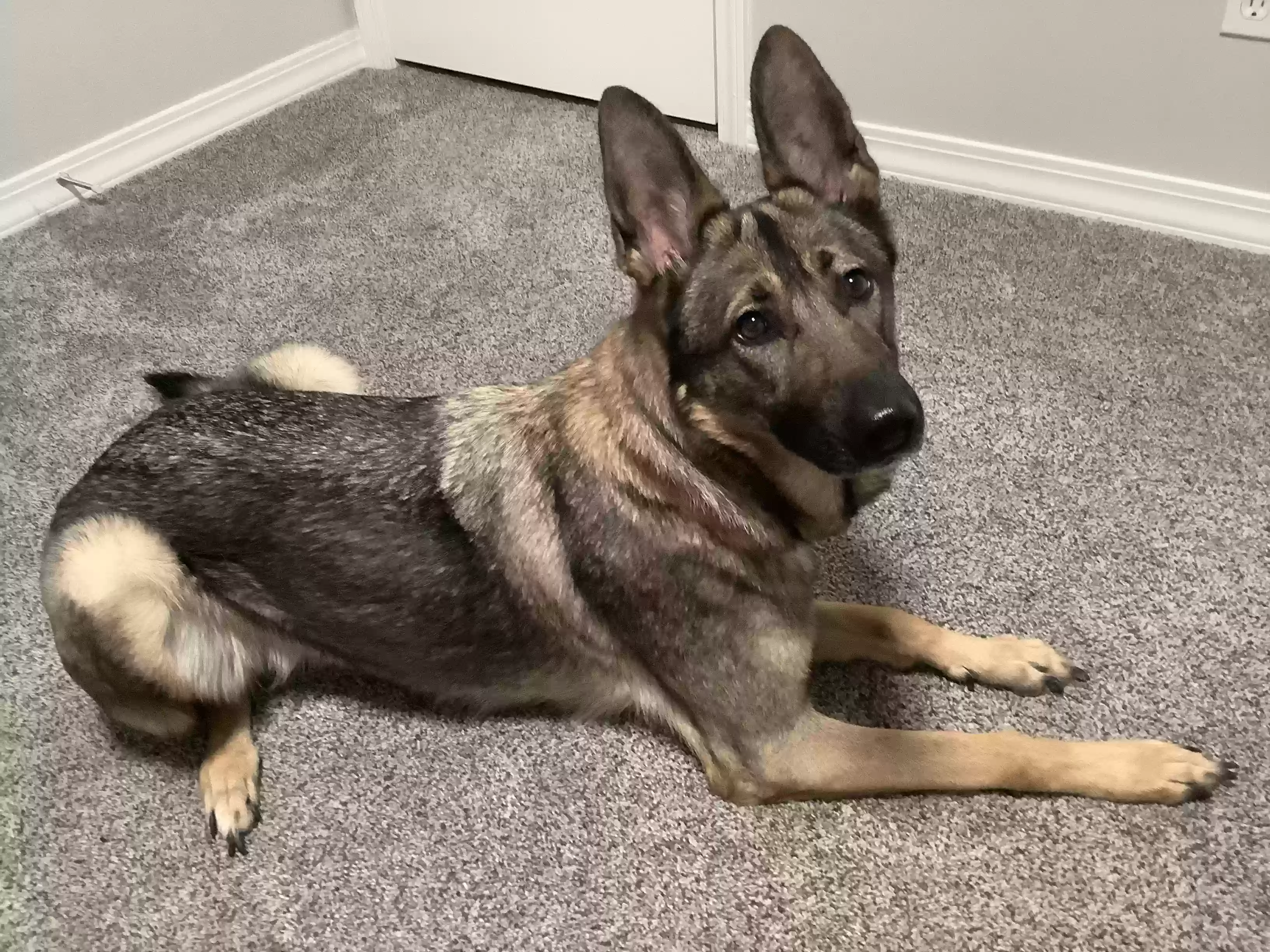 adoptable Dog in Middlefield,OH named Nova