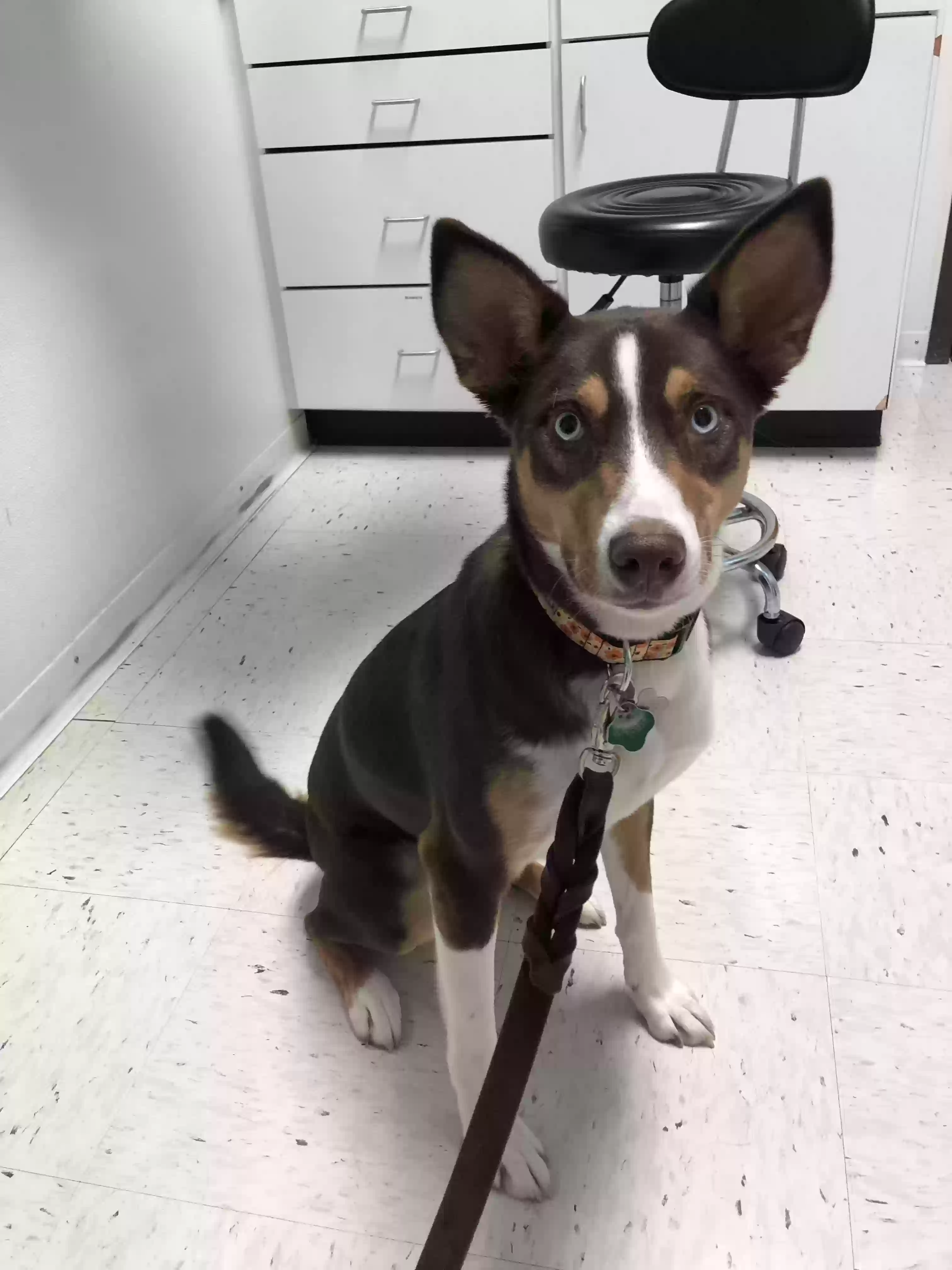 adoptable Dog in Columbia,MO named Lola