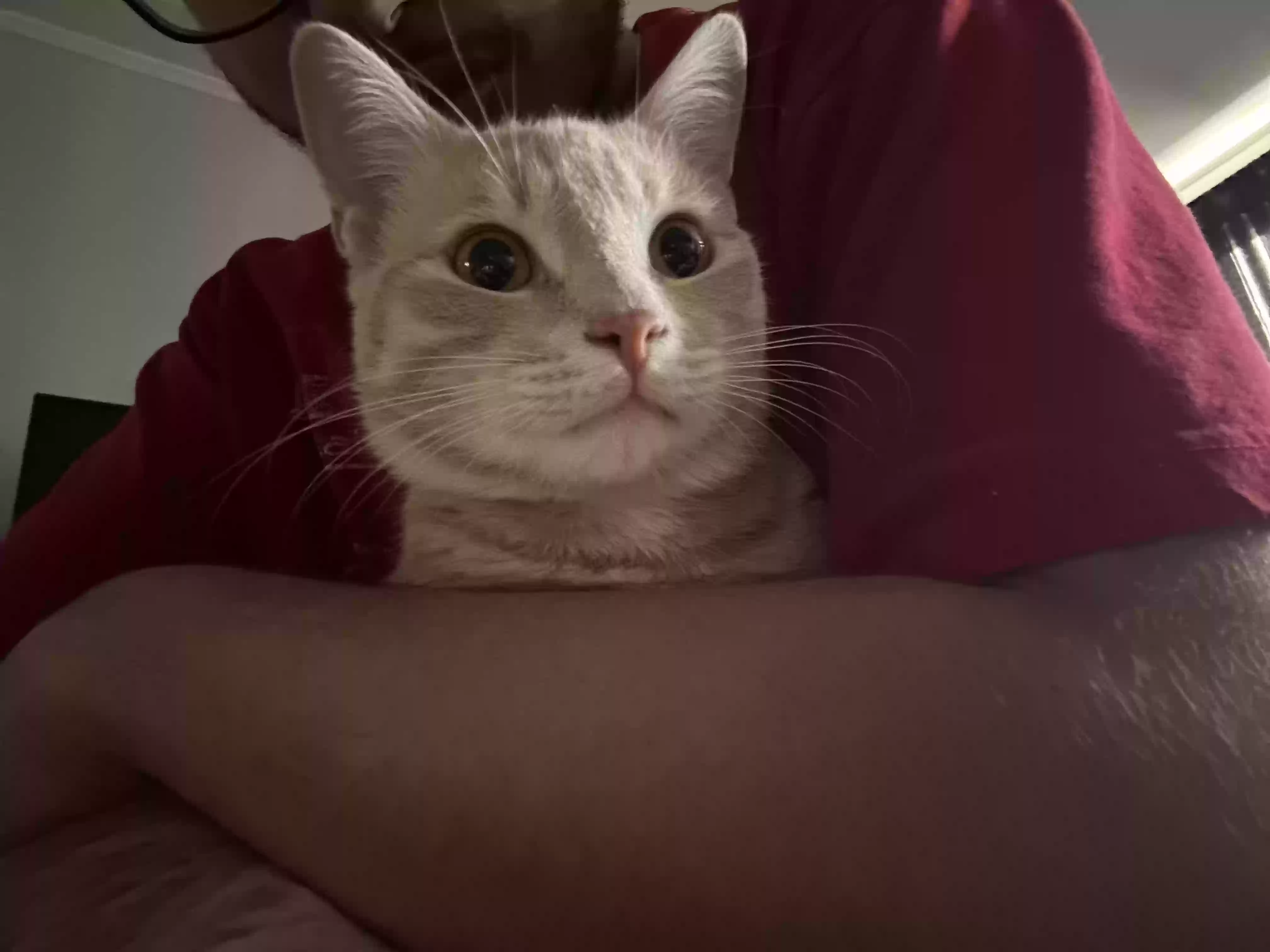 adoptable Cat in Wilkes Barre,PA named Seaman
