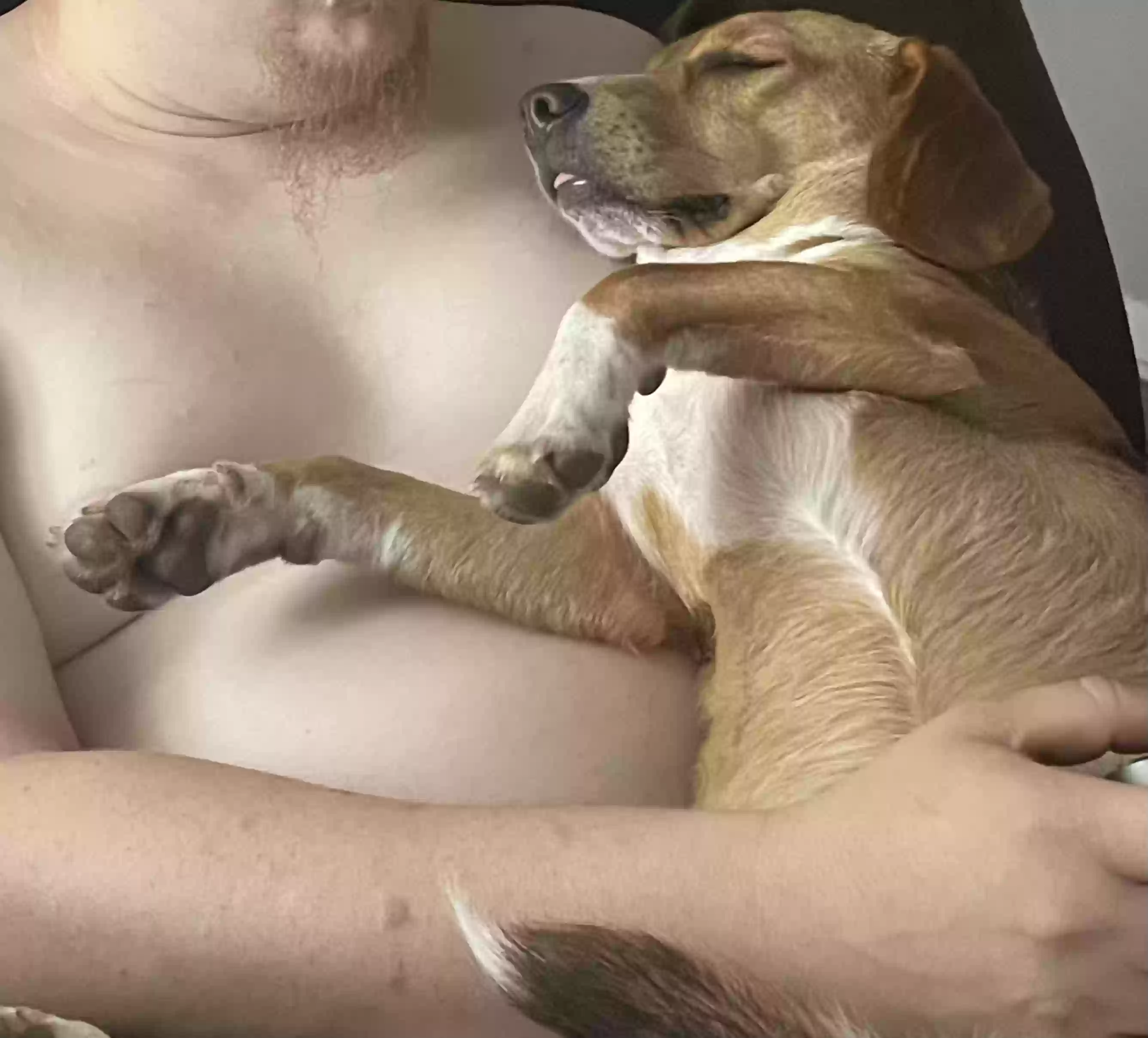 adoptable Dog in Jacksonville,AR named Benjamin
