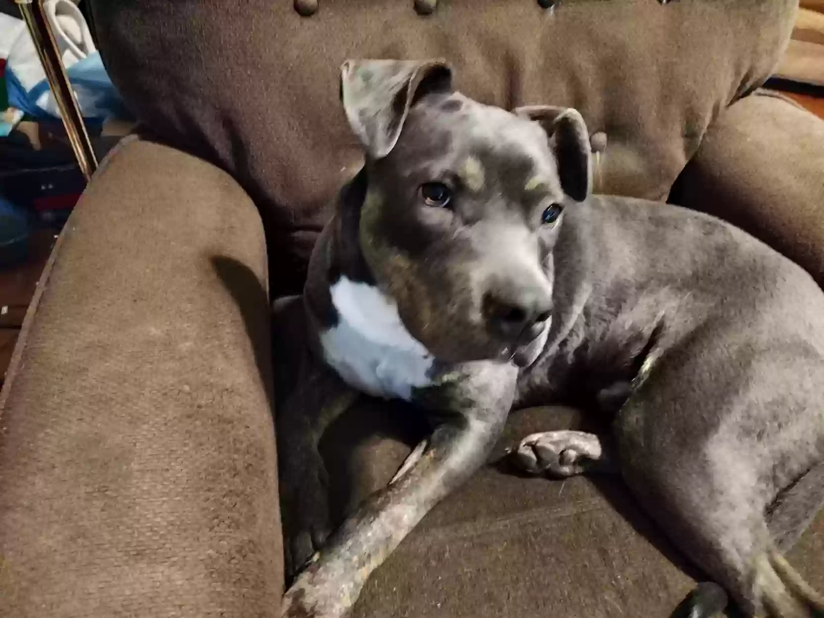 adoptable Dog in Greenville,NC named Marcus Aurelius Antonius Augustus
