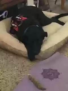 adoptable Dog in Waukegan,IL named Bo
