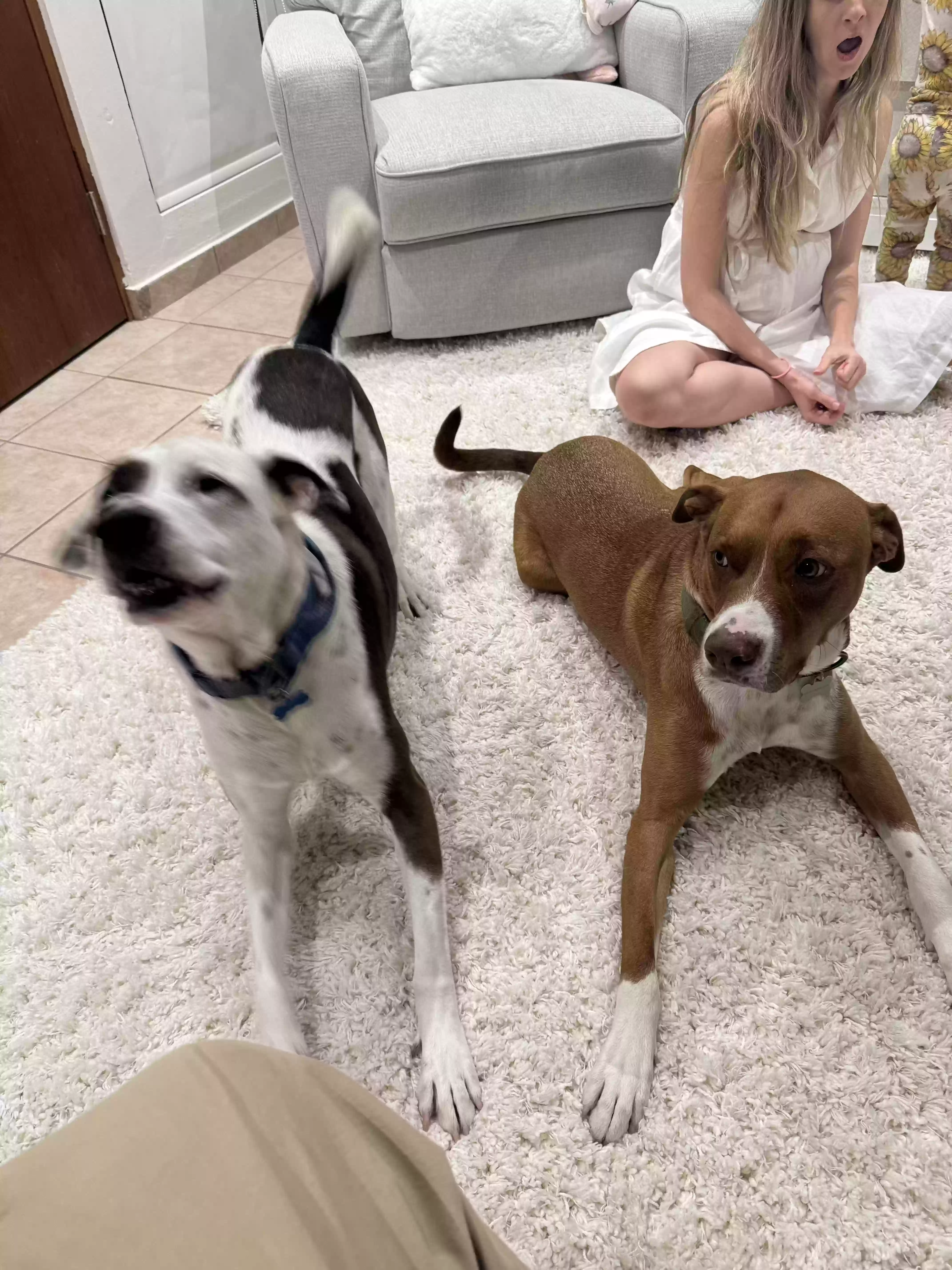 adoptable Dog in Miami Beach,FL named Timmy